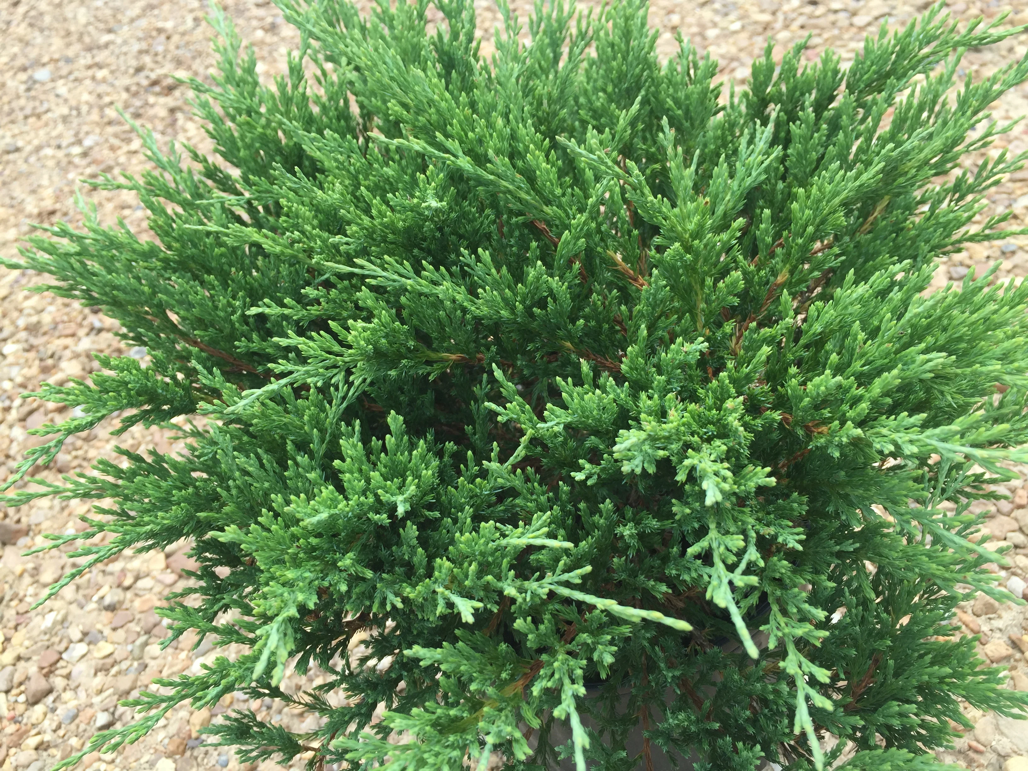 Andorra Juniper - Image 3