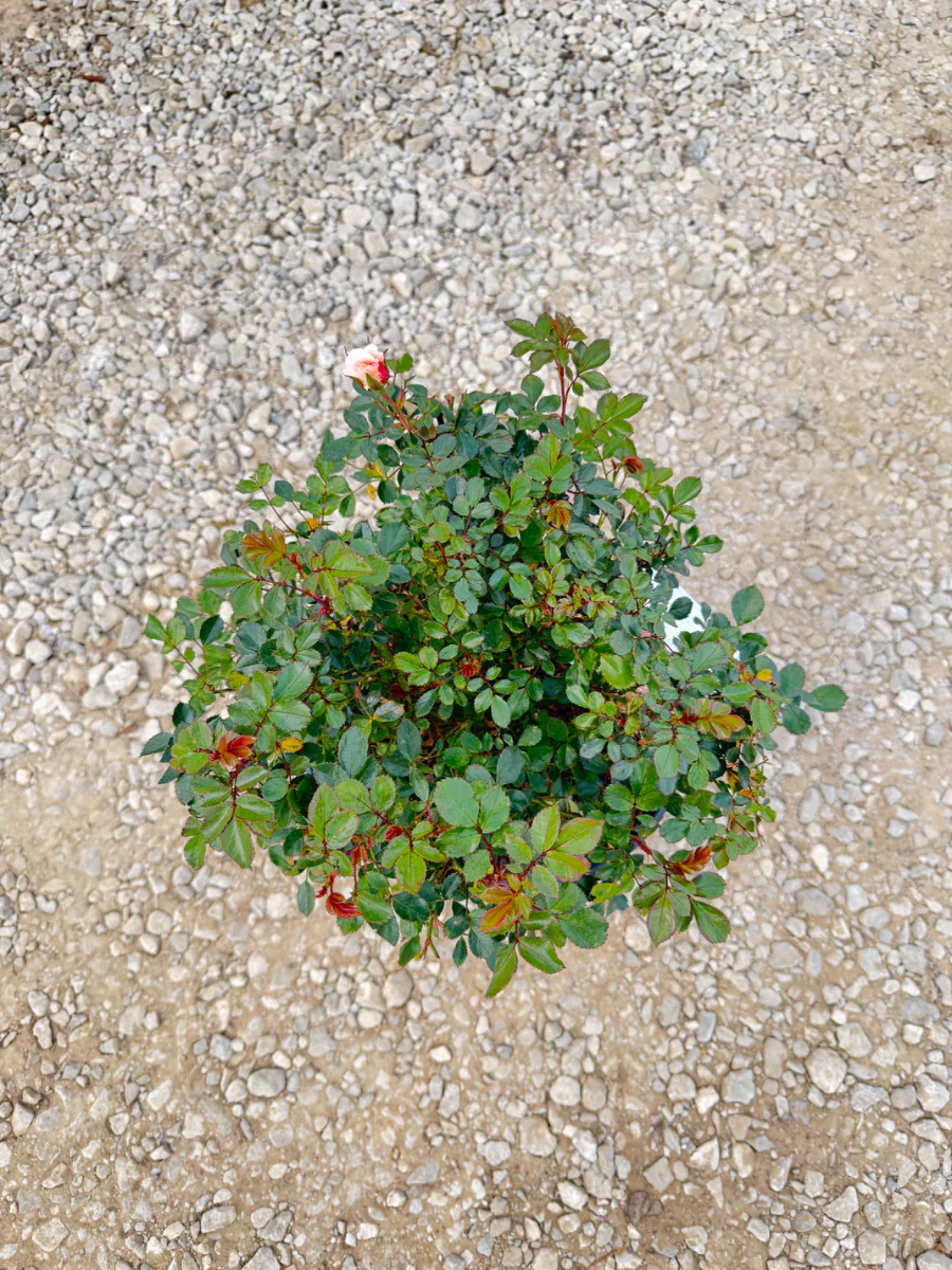 Apricot Drift Rose - Image 2