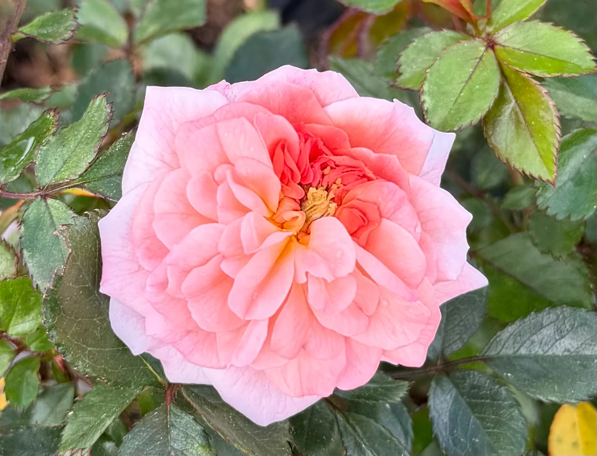 Apricot Drift Rose - Image 3