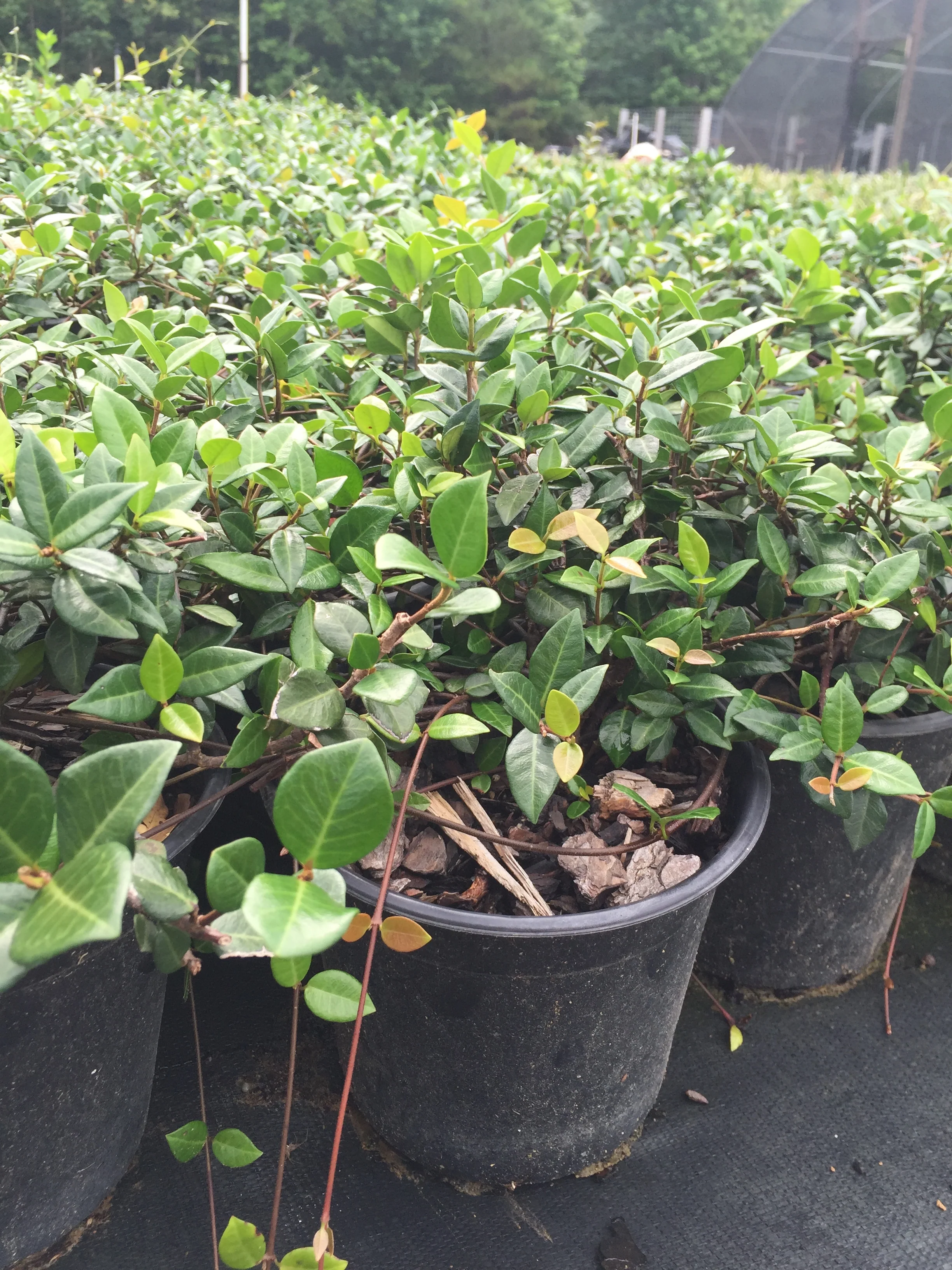 Asian Jasmine - Image 3