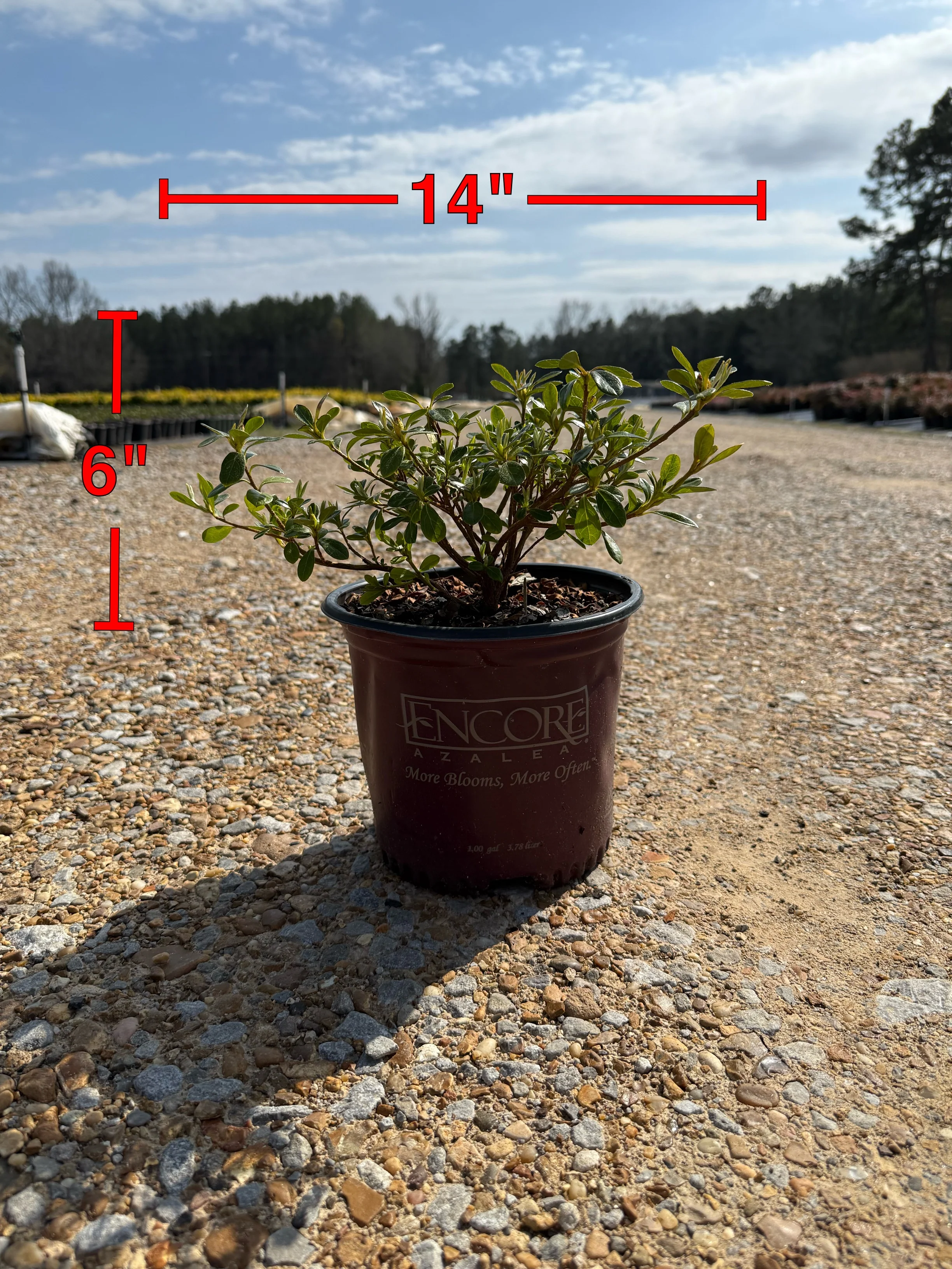 Encore Azalea Autumn Angel® - Image 2