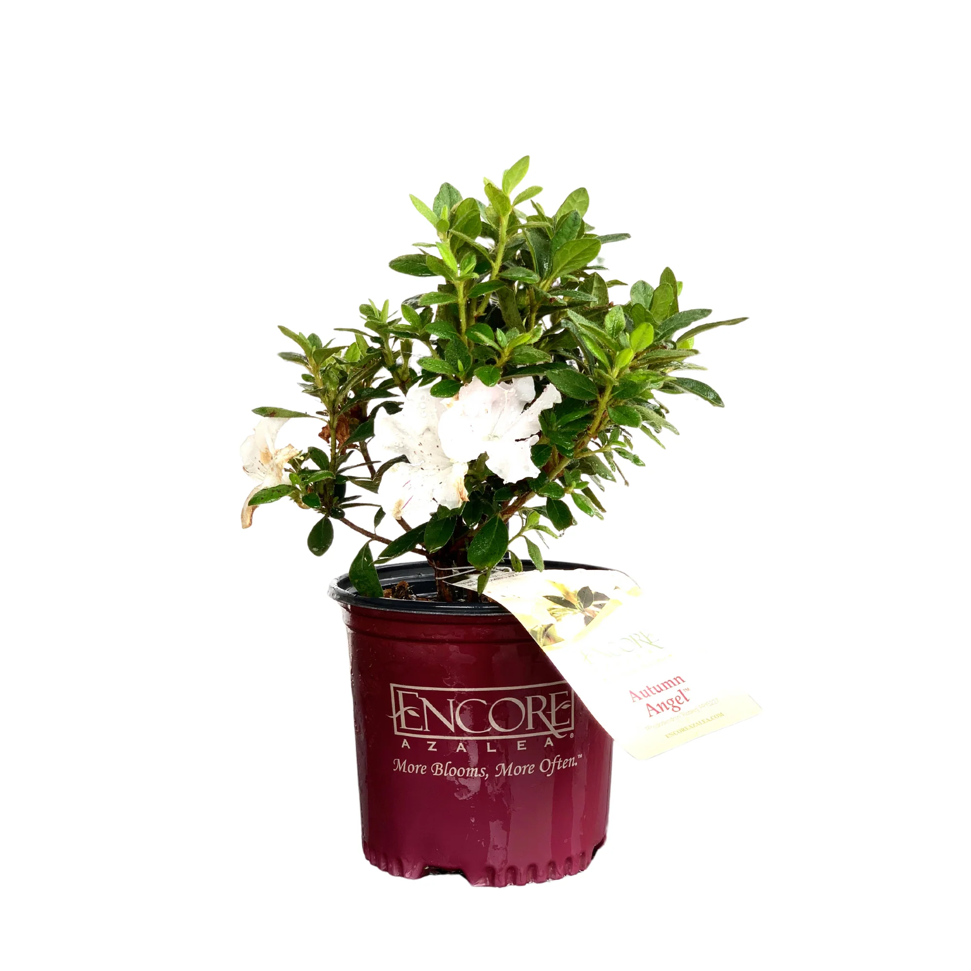 Encore Azalea Autumn Angel® - Image 3
