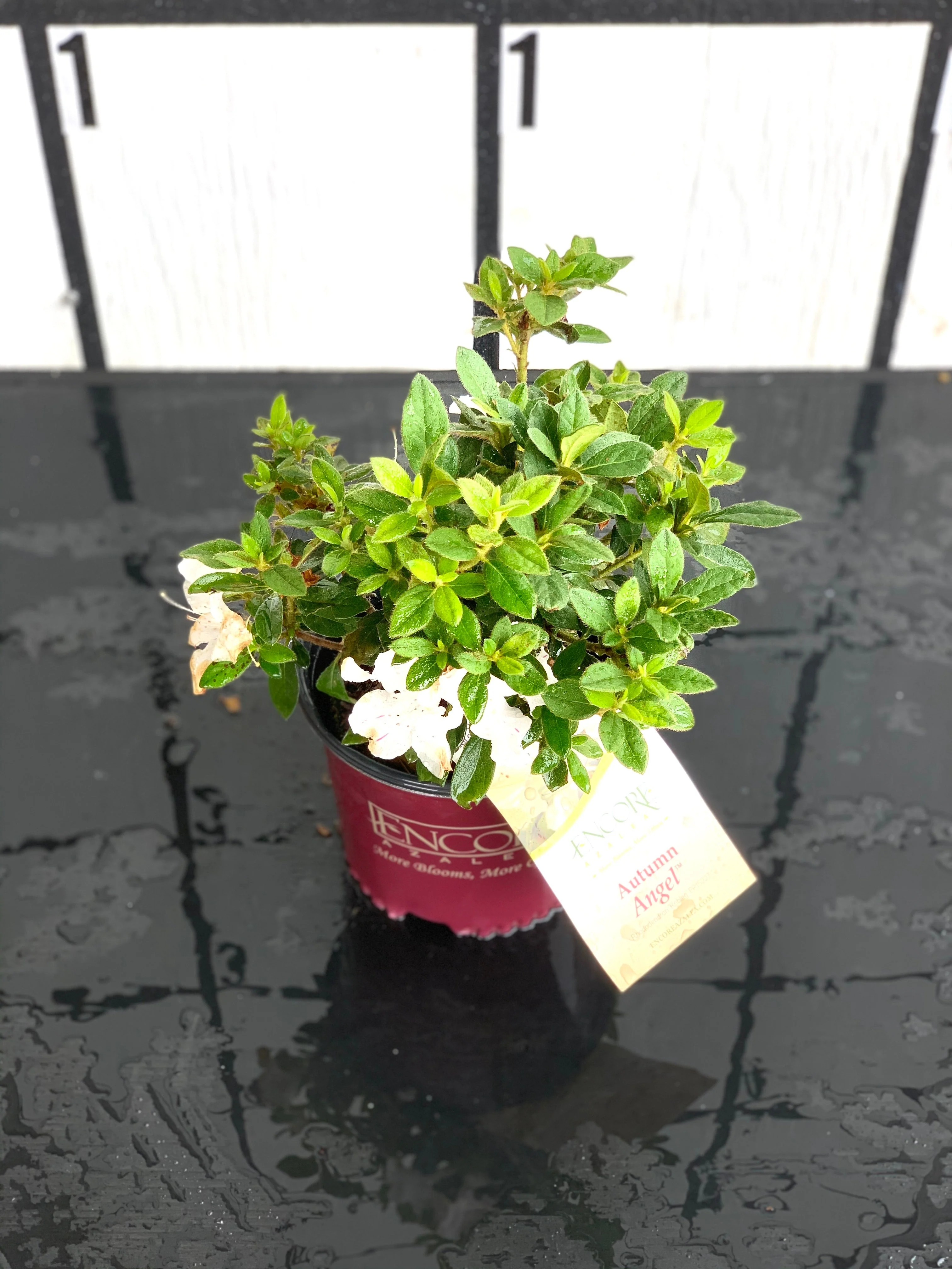 Encore Azalea Autumn Angel® - Image 4