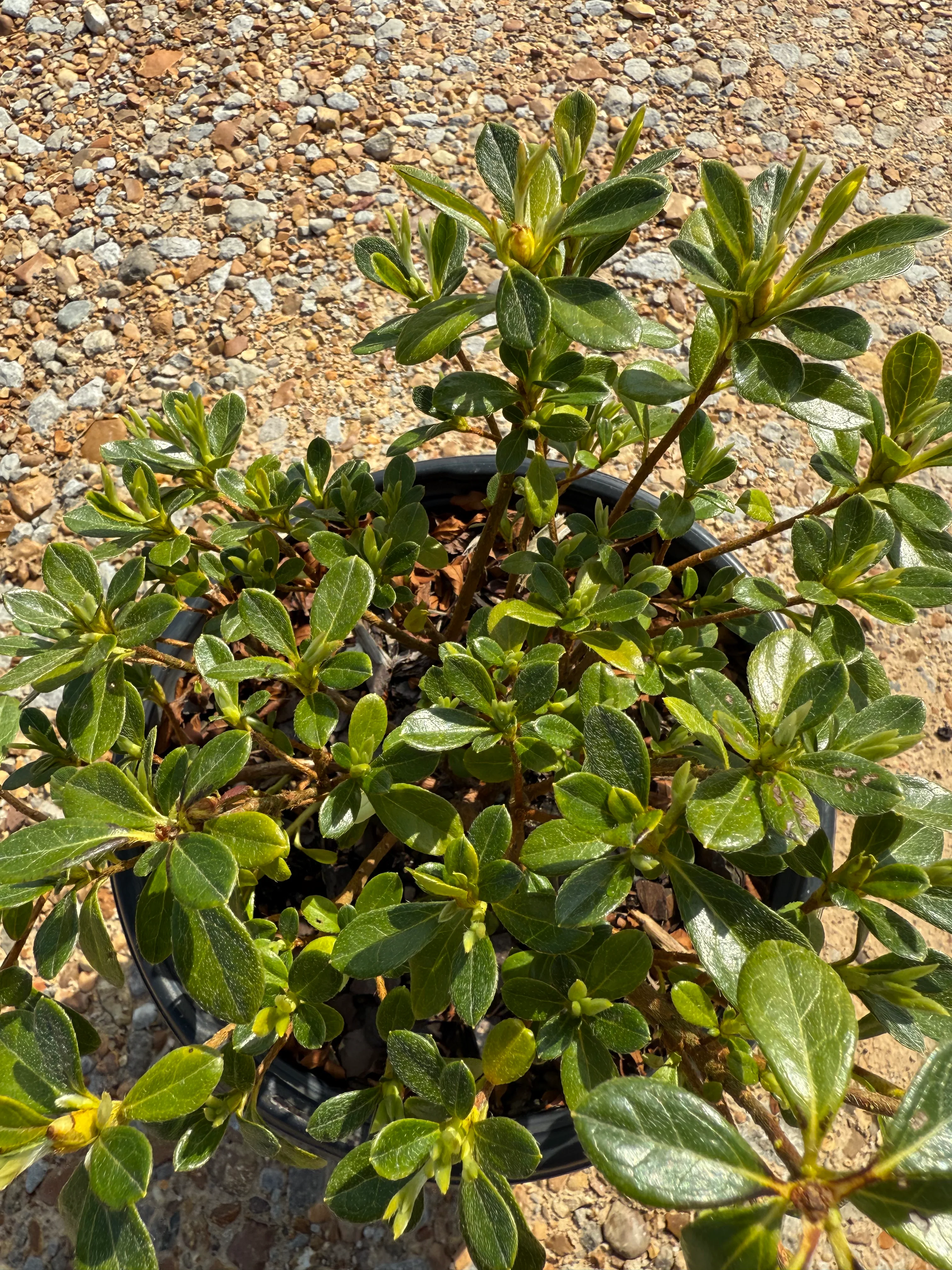 Encore Azalea Autumn Angel® - Image 6