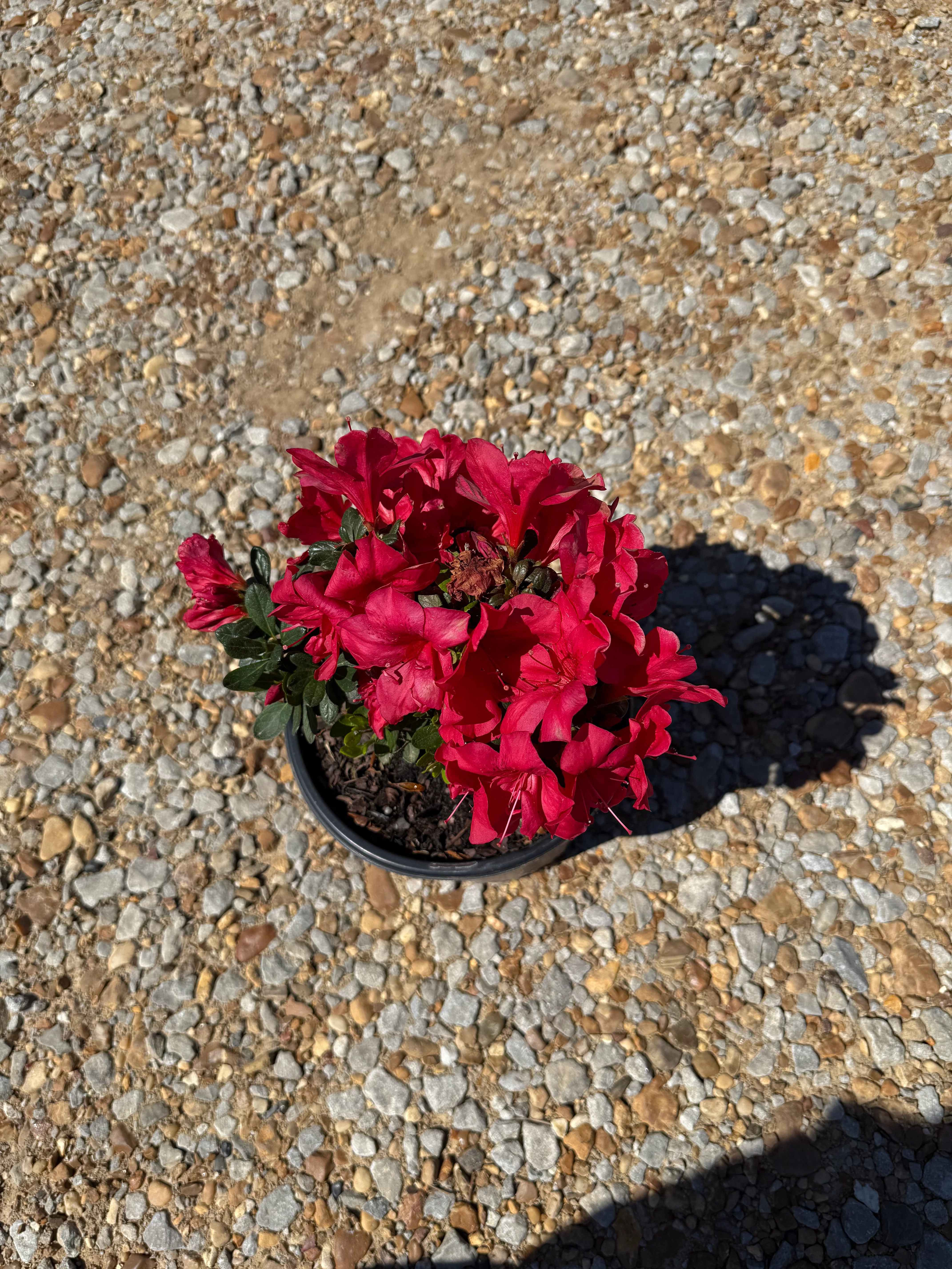 Autumn Bonfire Azalea™ - Image 2