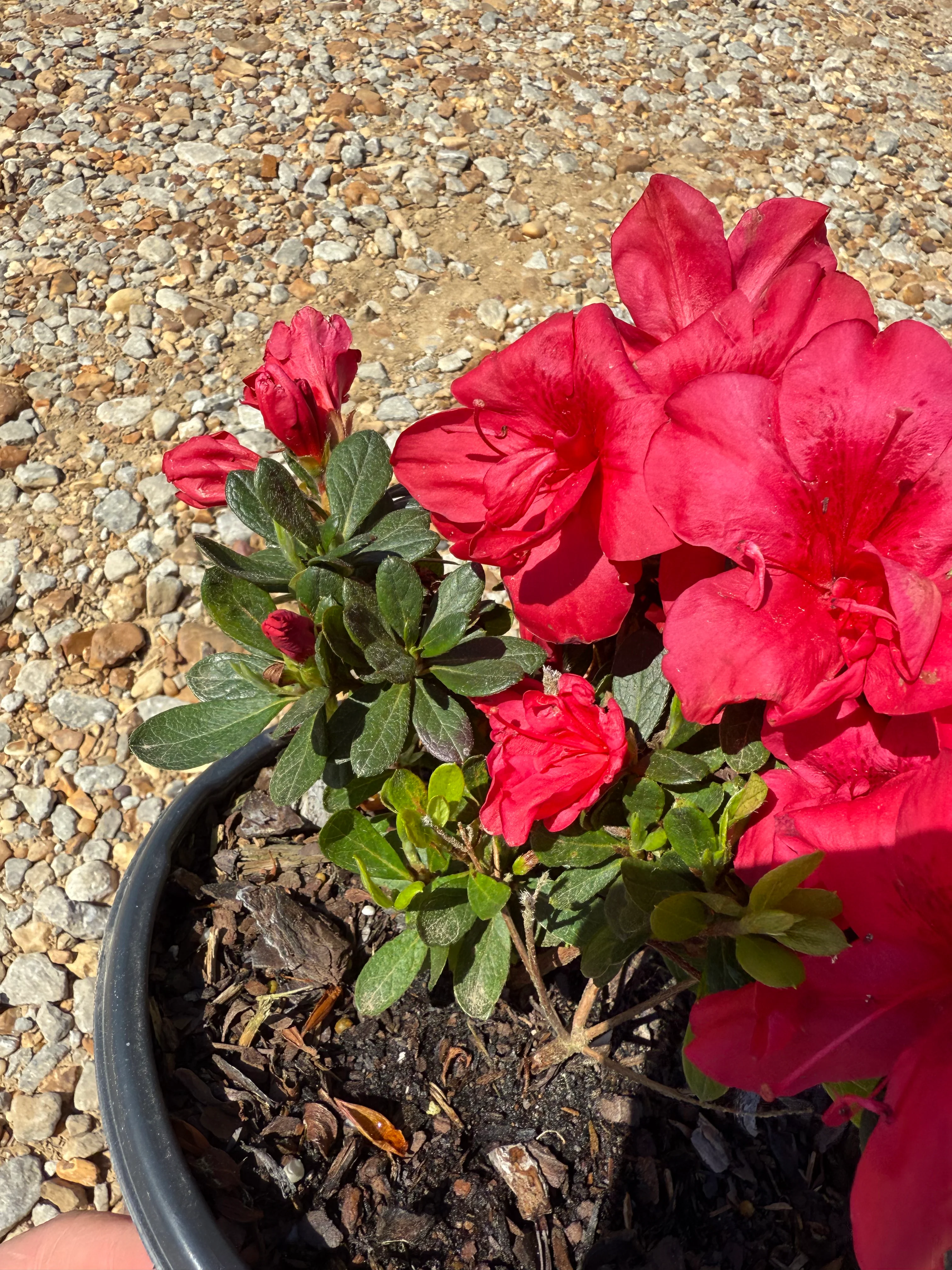 Autumn Bonfire Azalea™ - Image 3