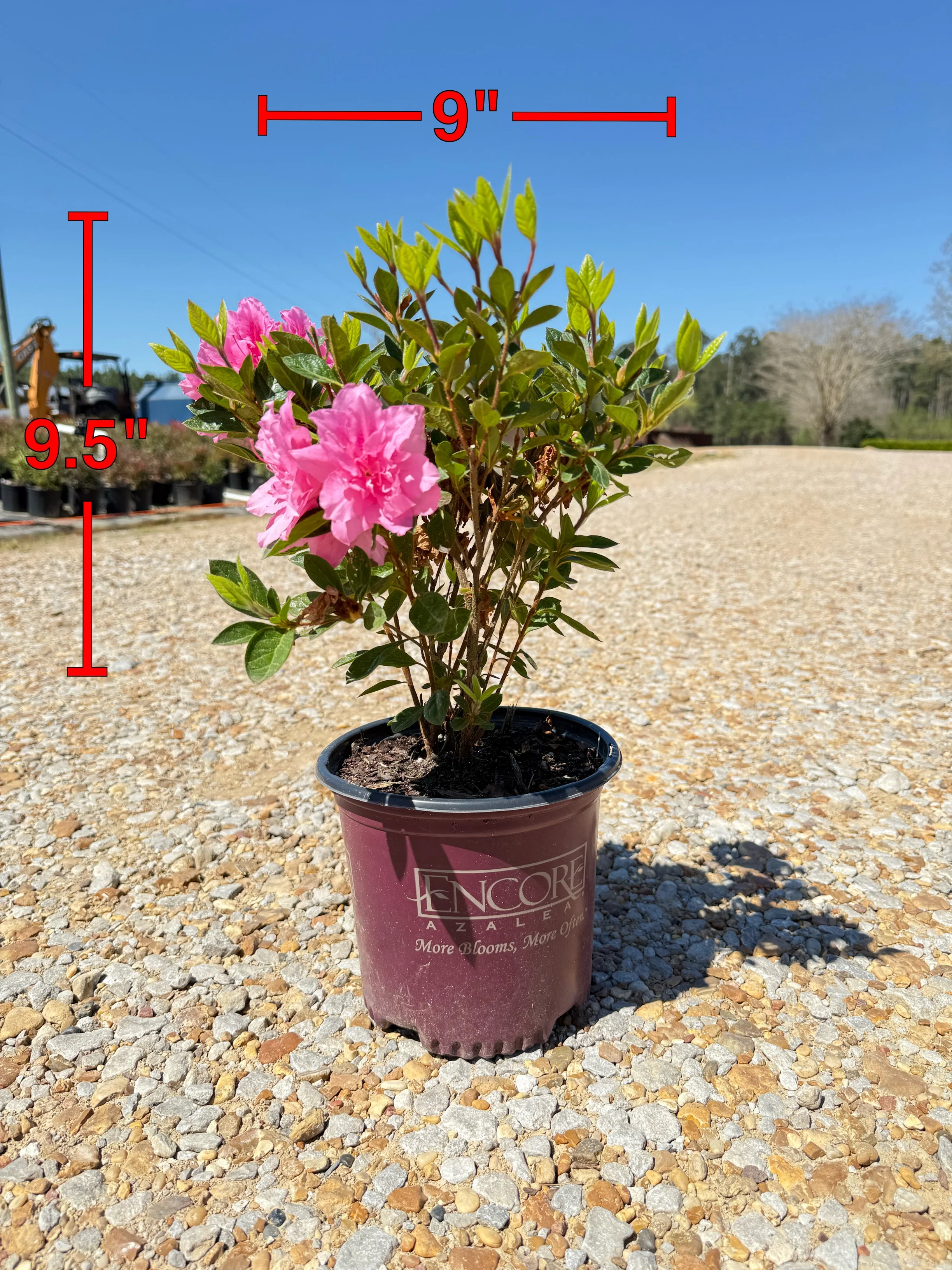 Autumn Carnation Azalea - Image 10