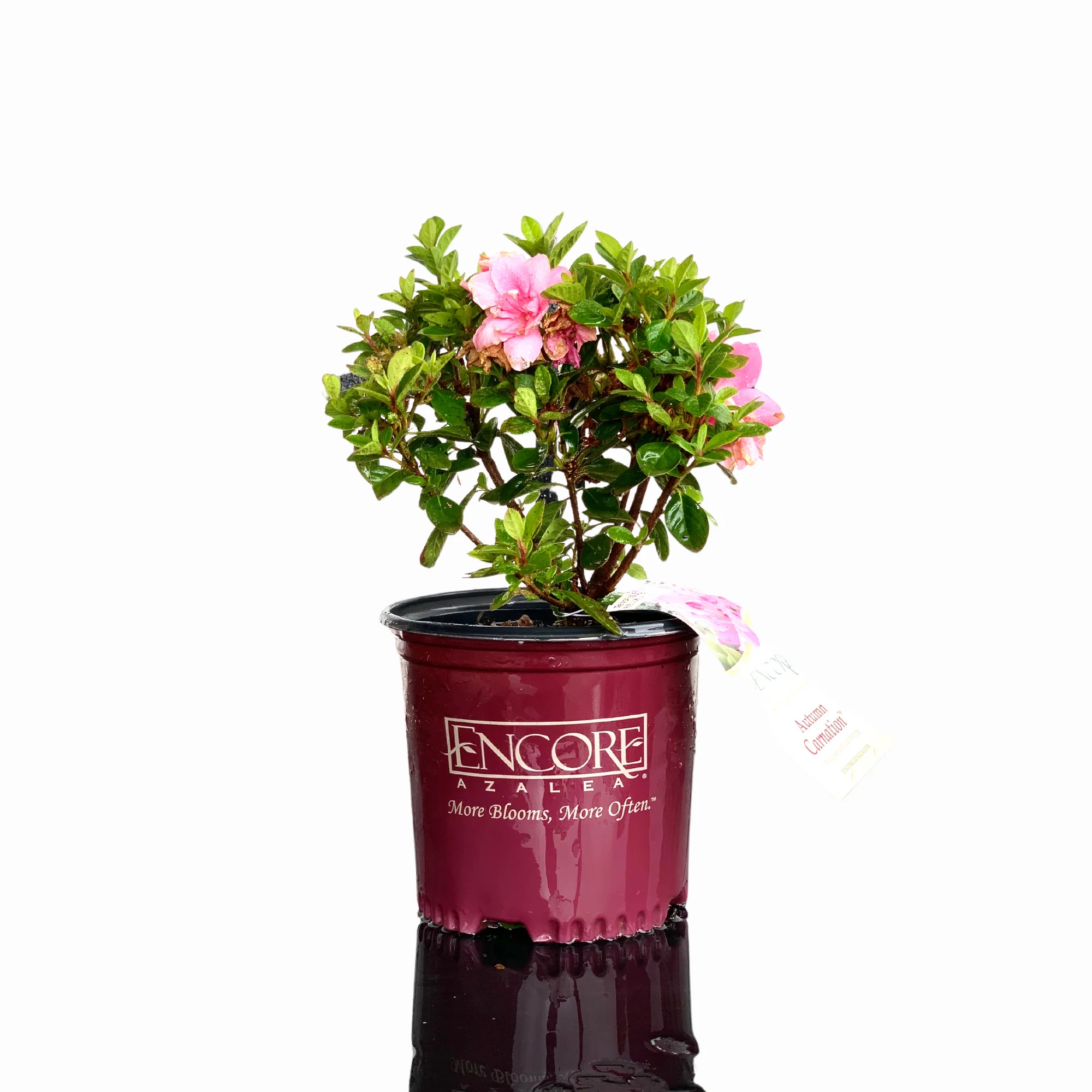 Autumn Carnation Azalea - Image 2