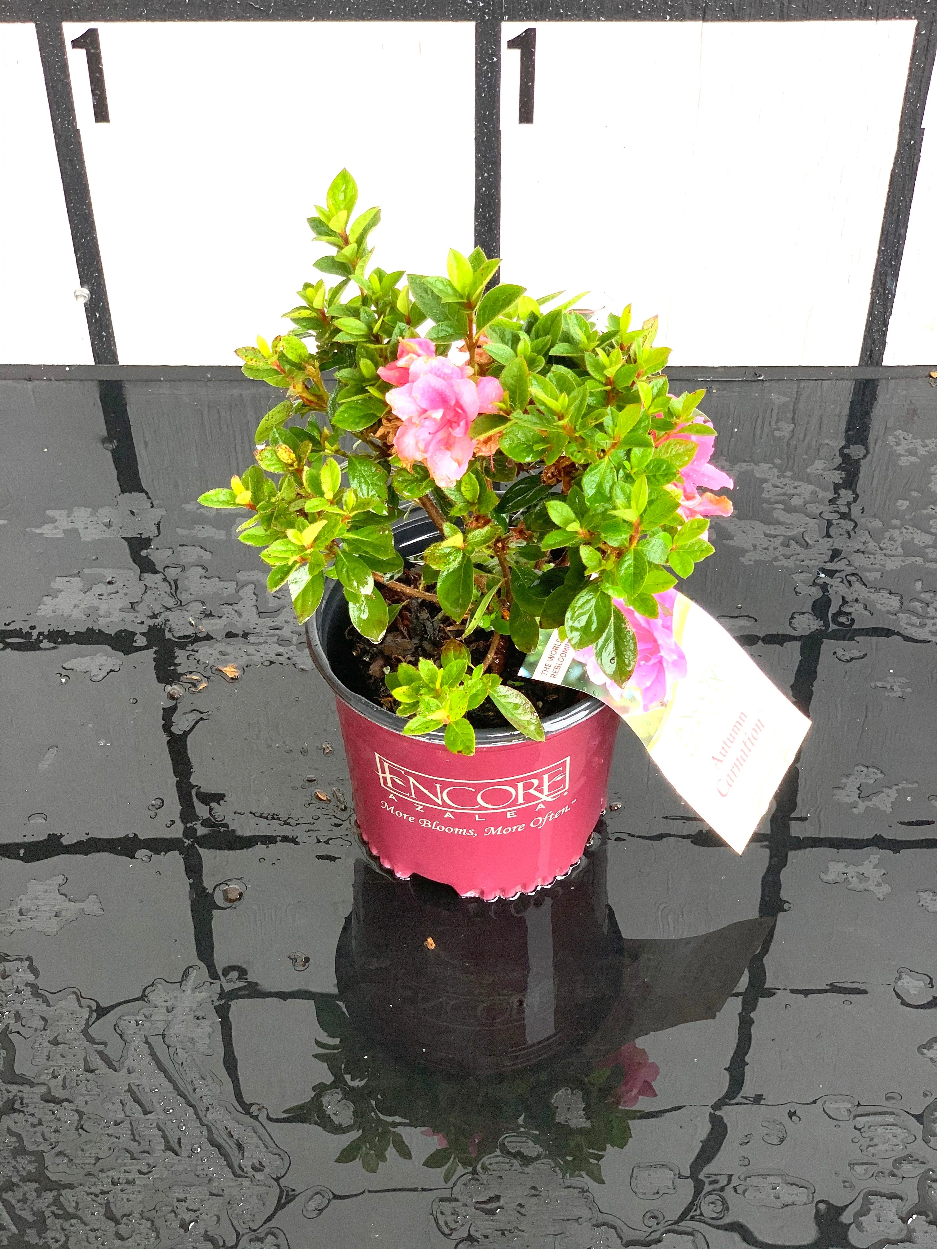 Autumn Carnation Azalea - Image 3