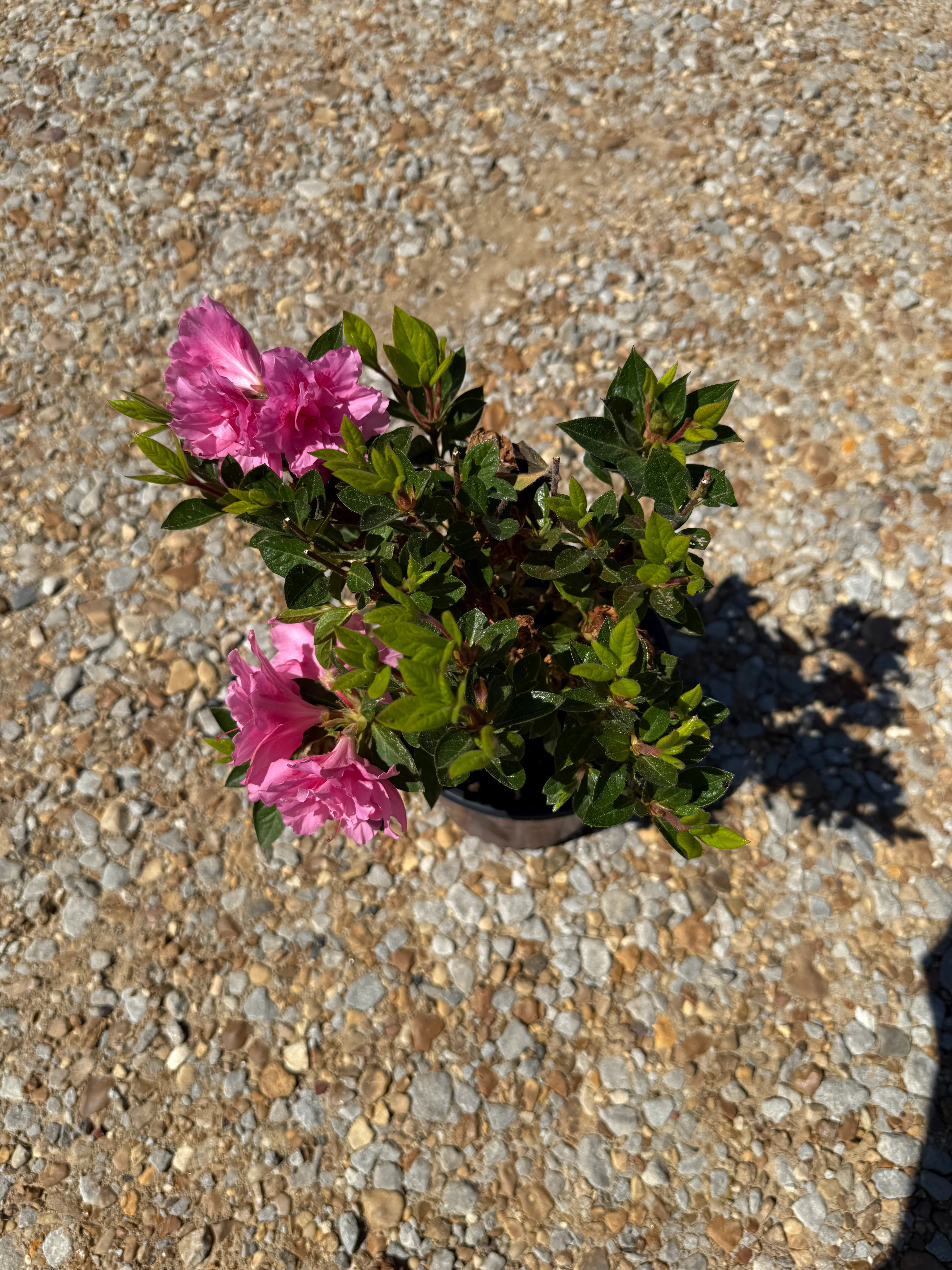 Autumn Carnation Azalea - Image 4