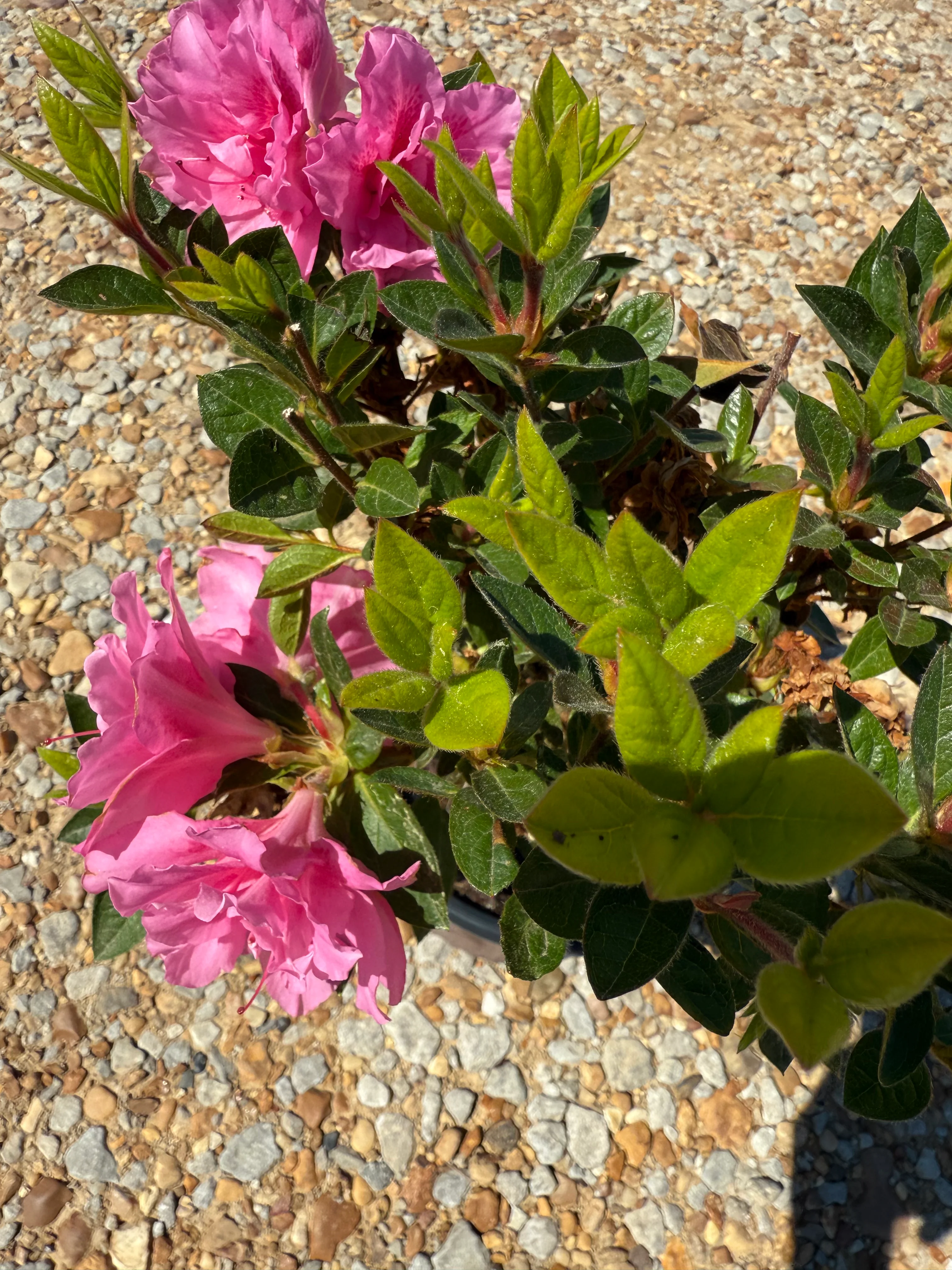Autumn Carnation Azalea - Image 5