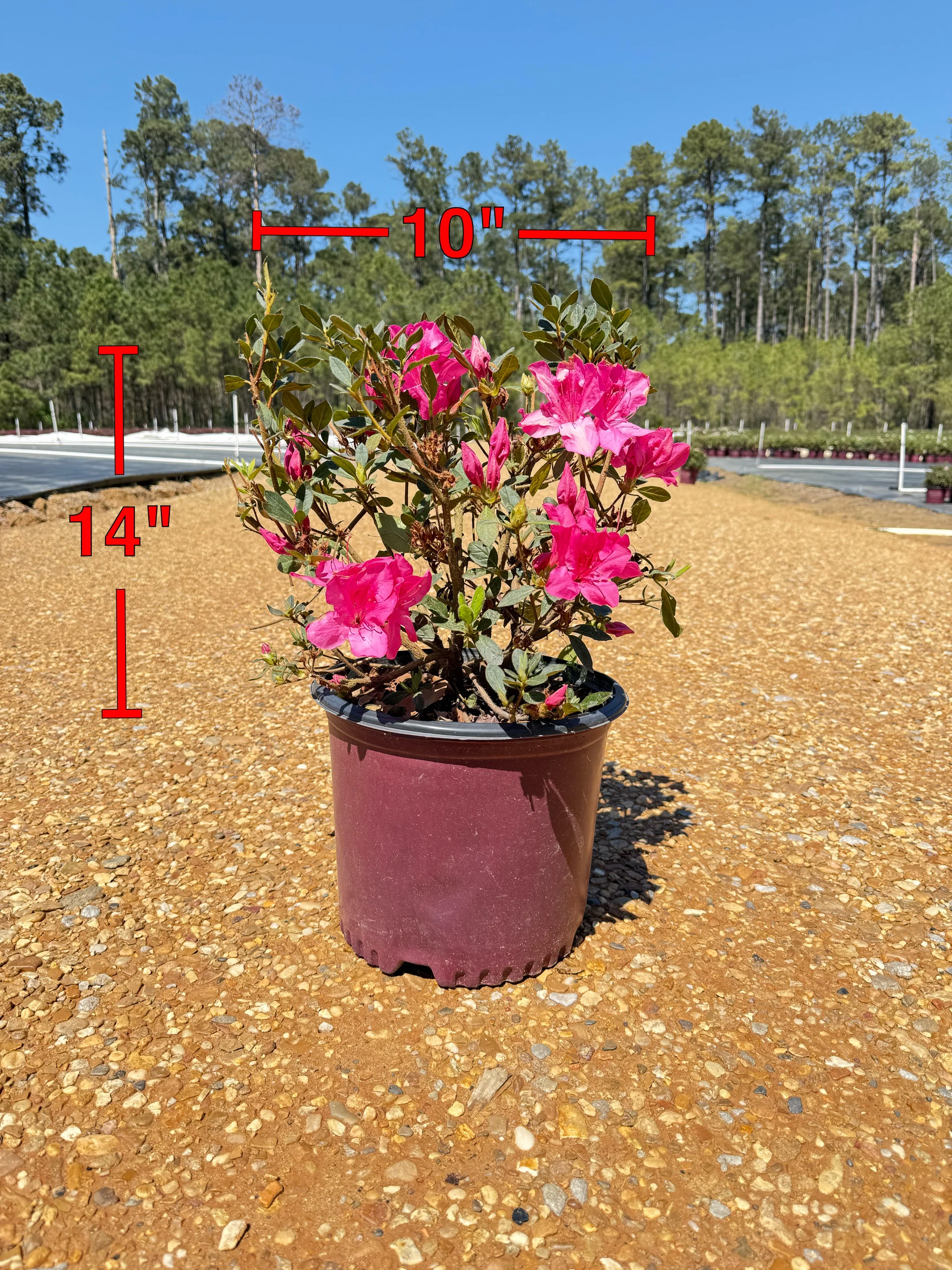 Autumn Carnation Azalea - Image 6