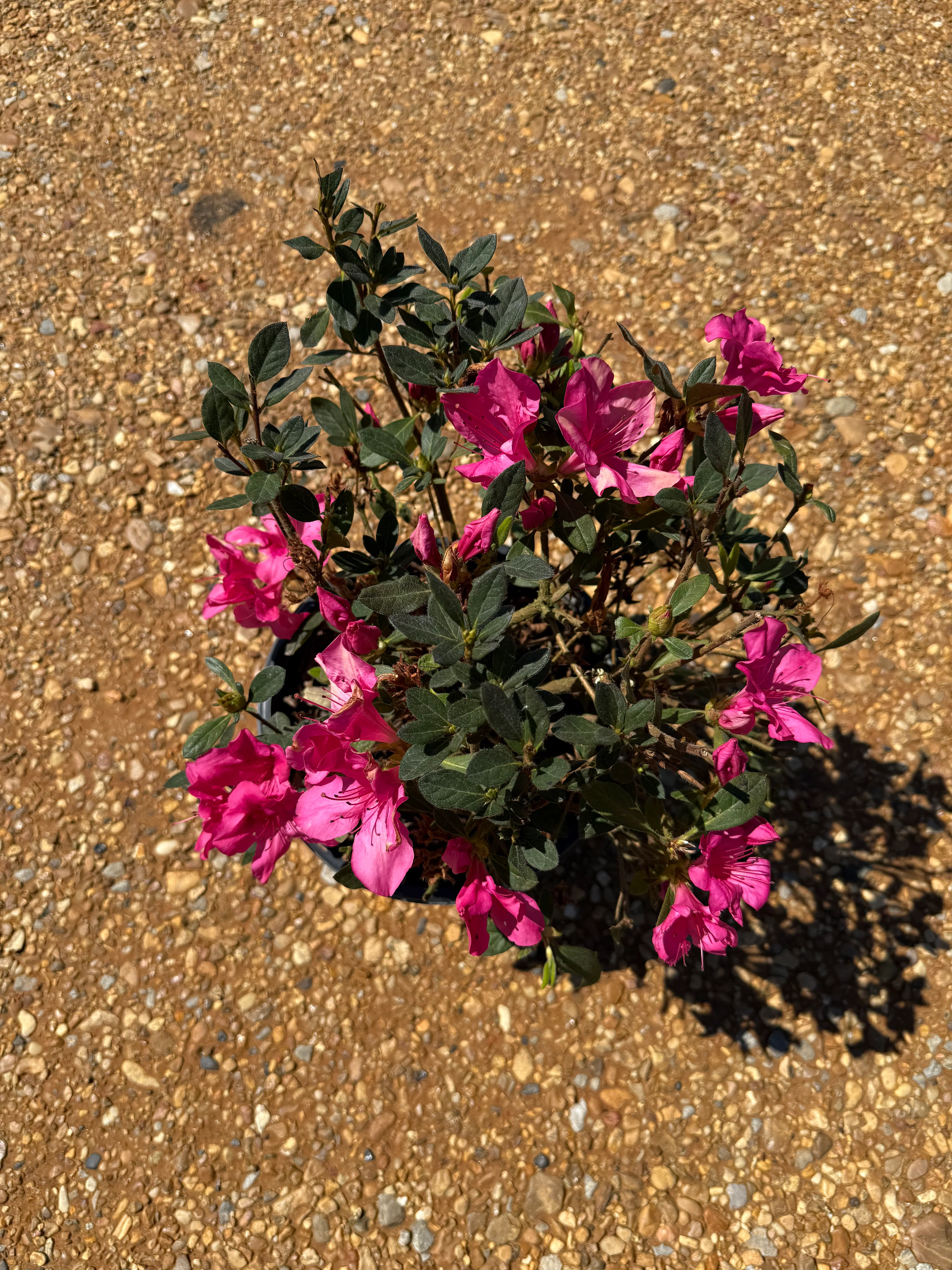 Autumn Carnation Azalea - Image 7