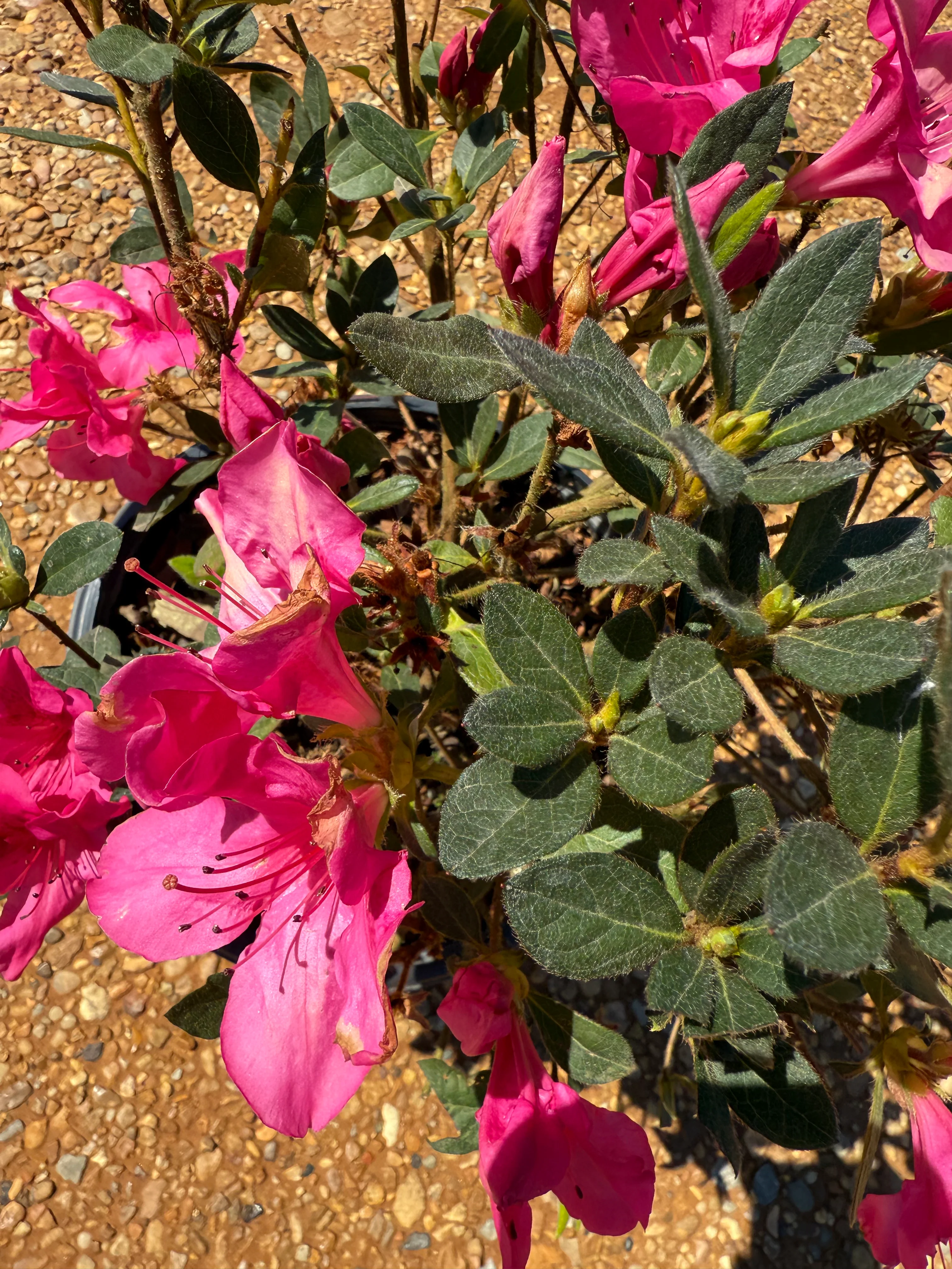 Autumn Carnation Azalea - Image 8