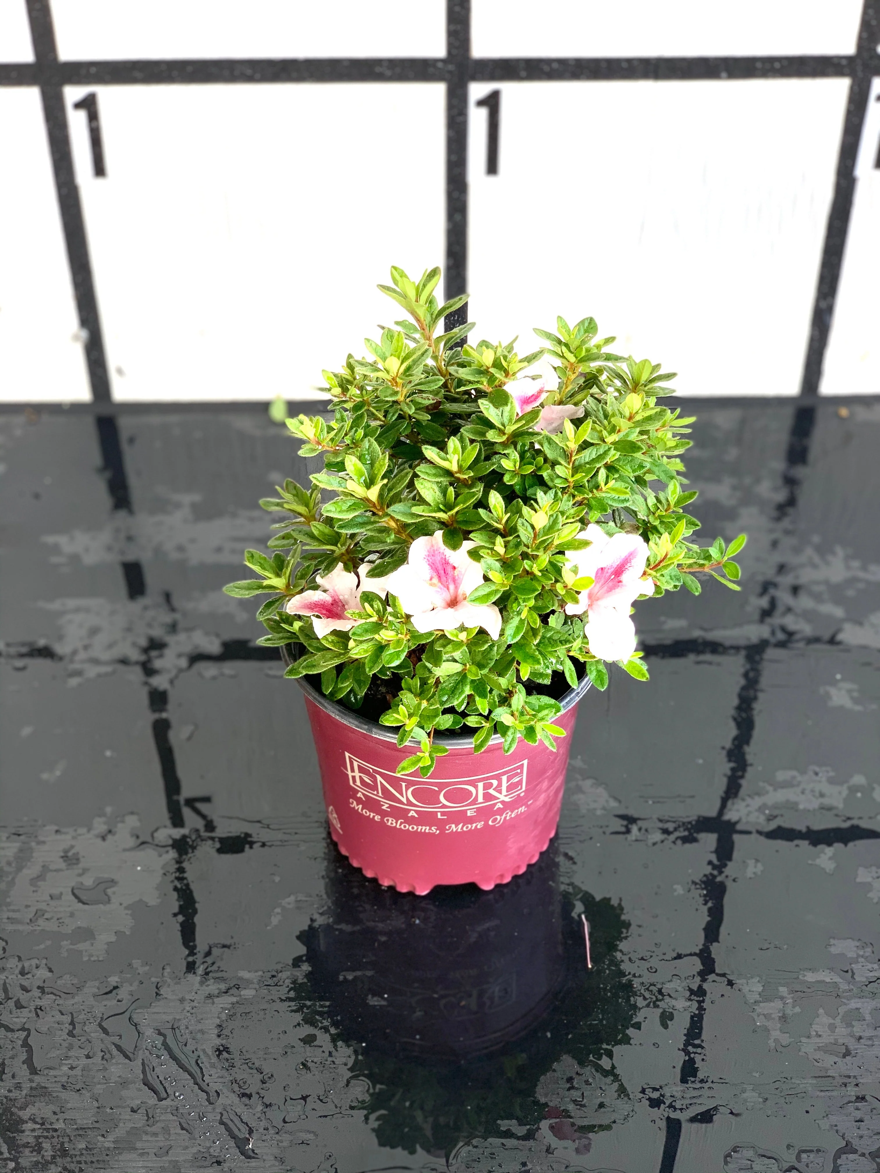 Autumn Chiffon Azalea - Image 3