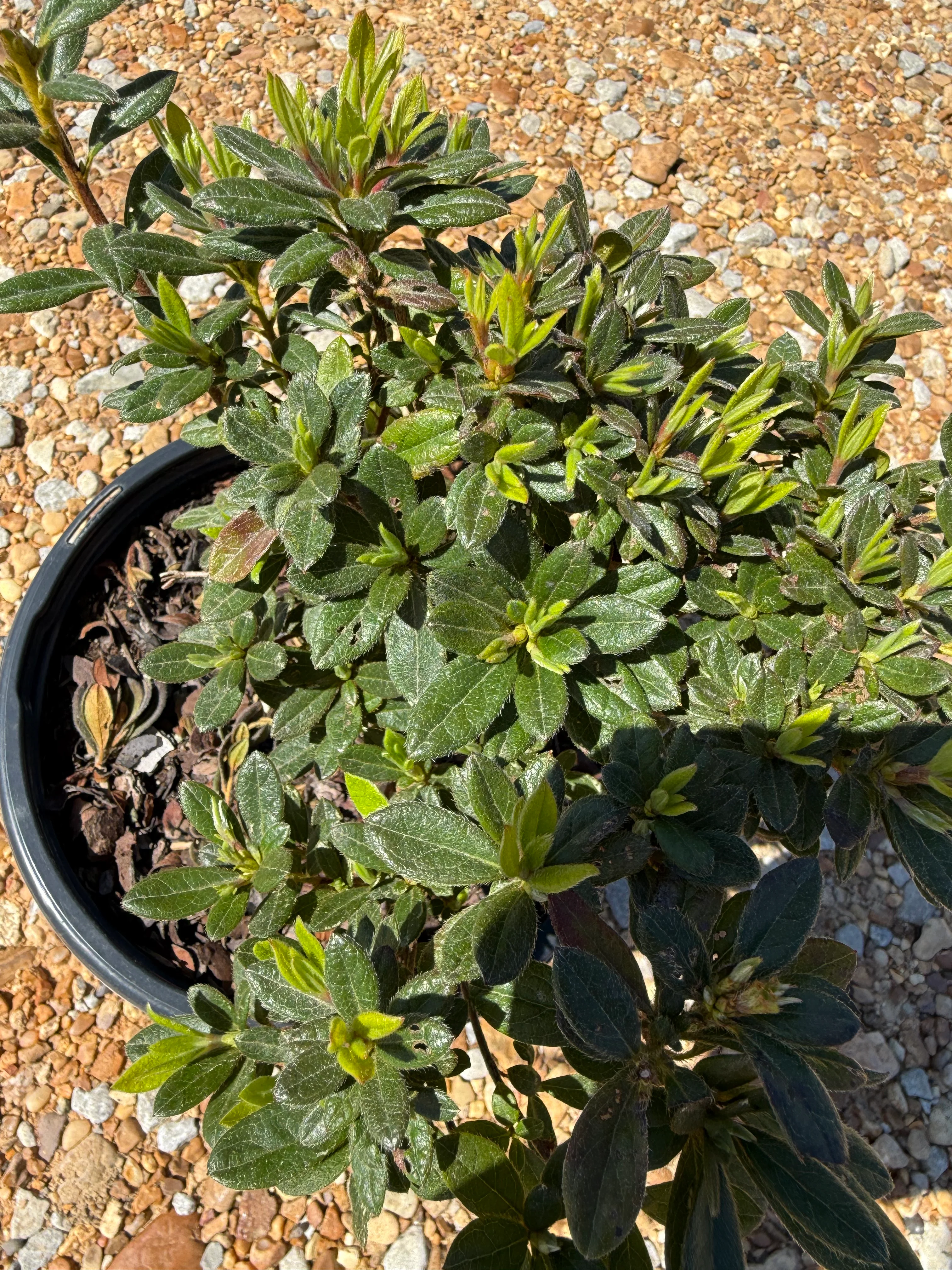 Autumn Chiffon Azalea - Image 4