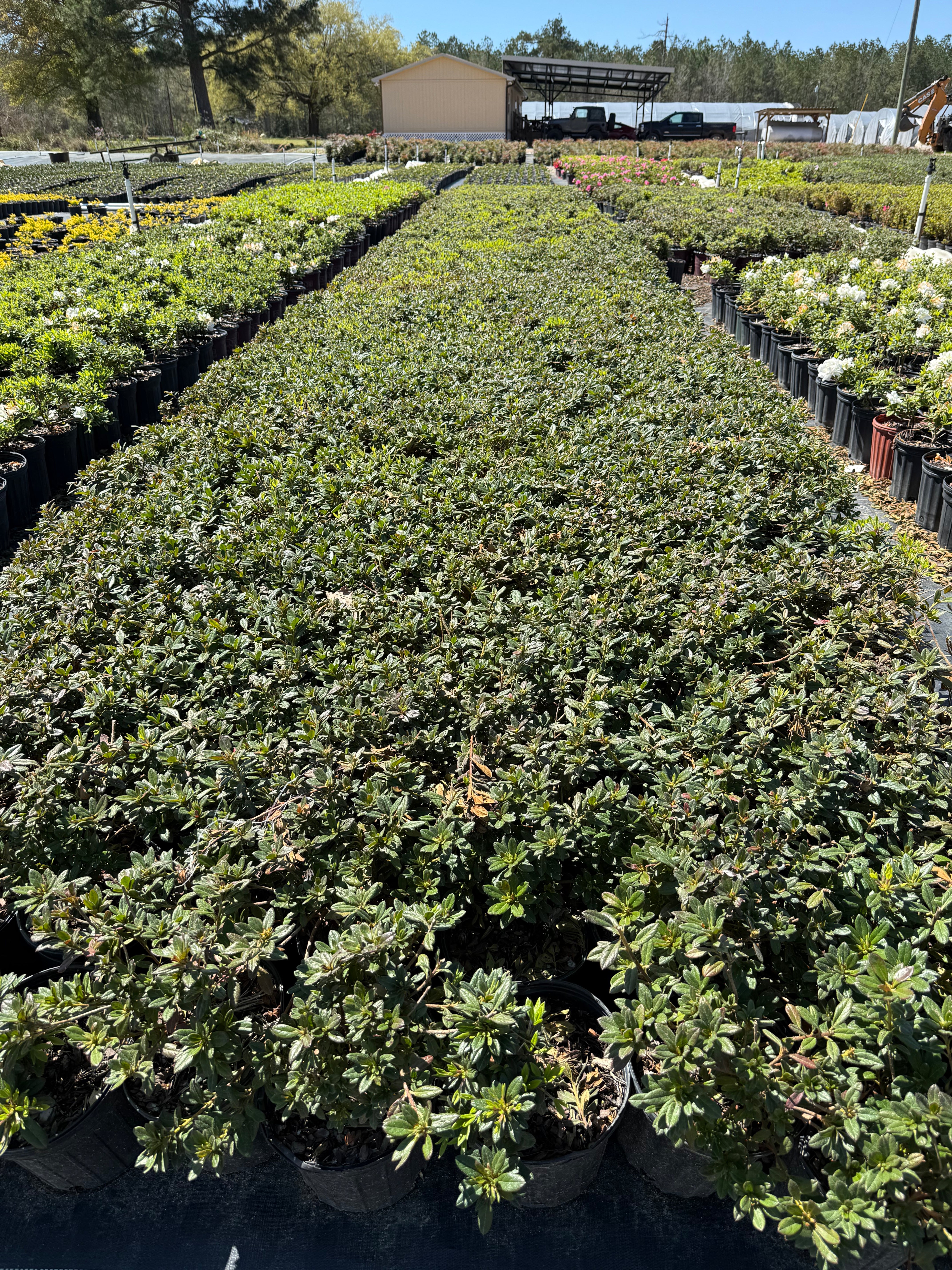 Autumn Chiffon Azalea - Image 6