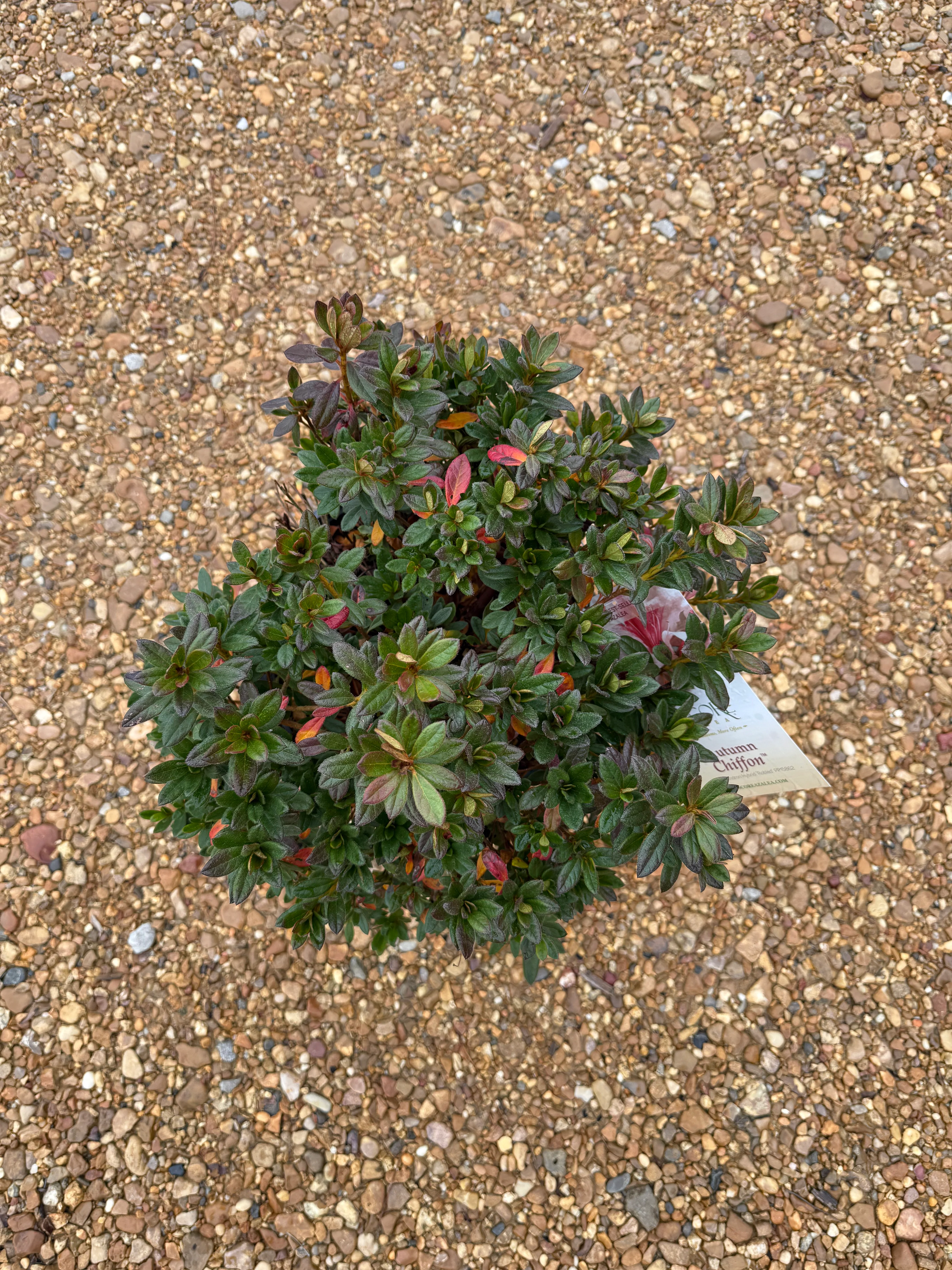 Autumn Chiffon Azalea - Image 7