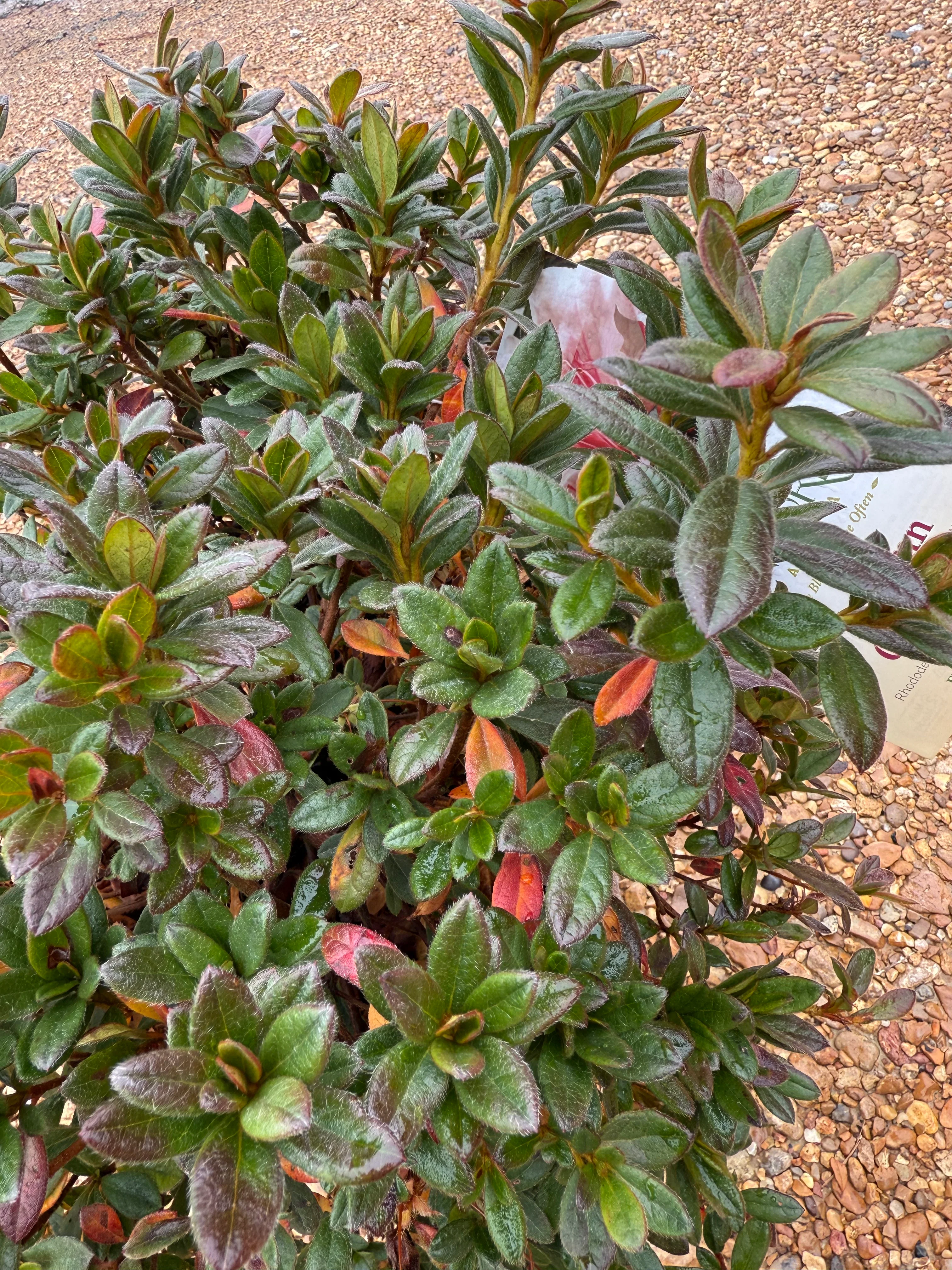 Autumn Chiffon Azalea - Image 8