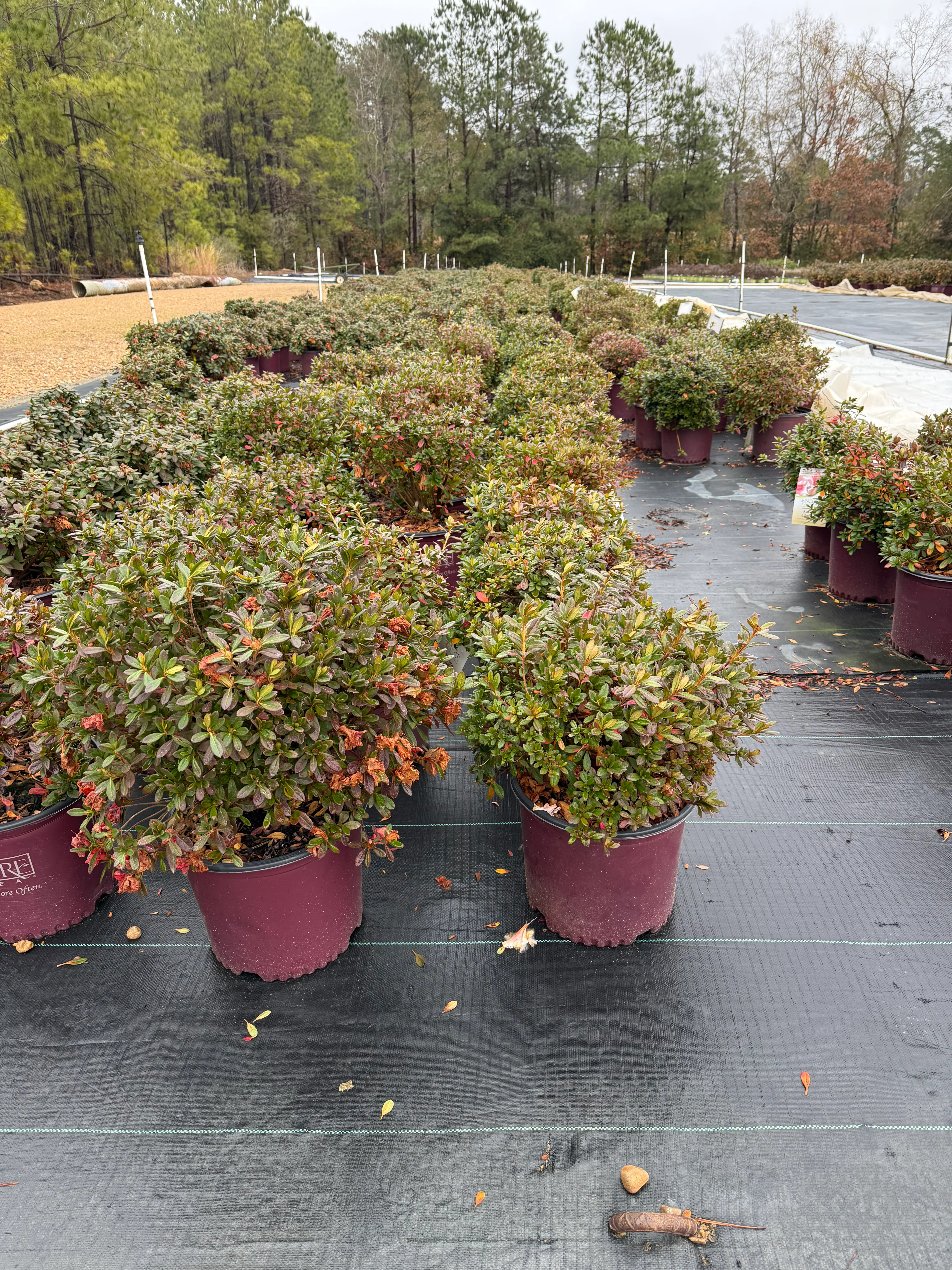 Autumn Chiffon Azalea - Image 9