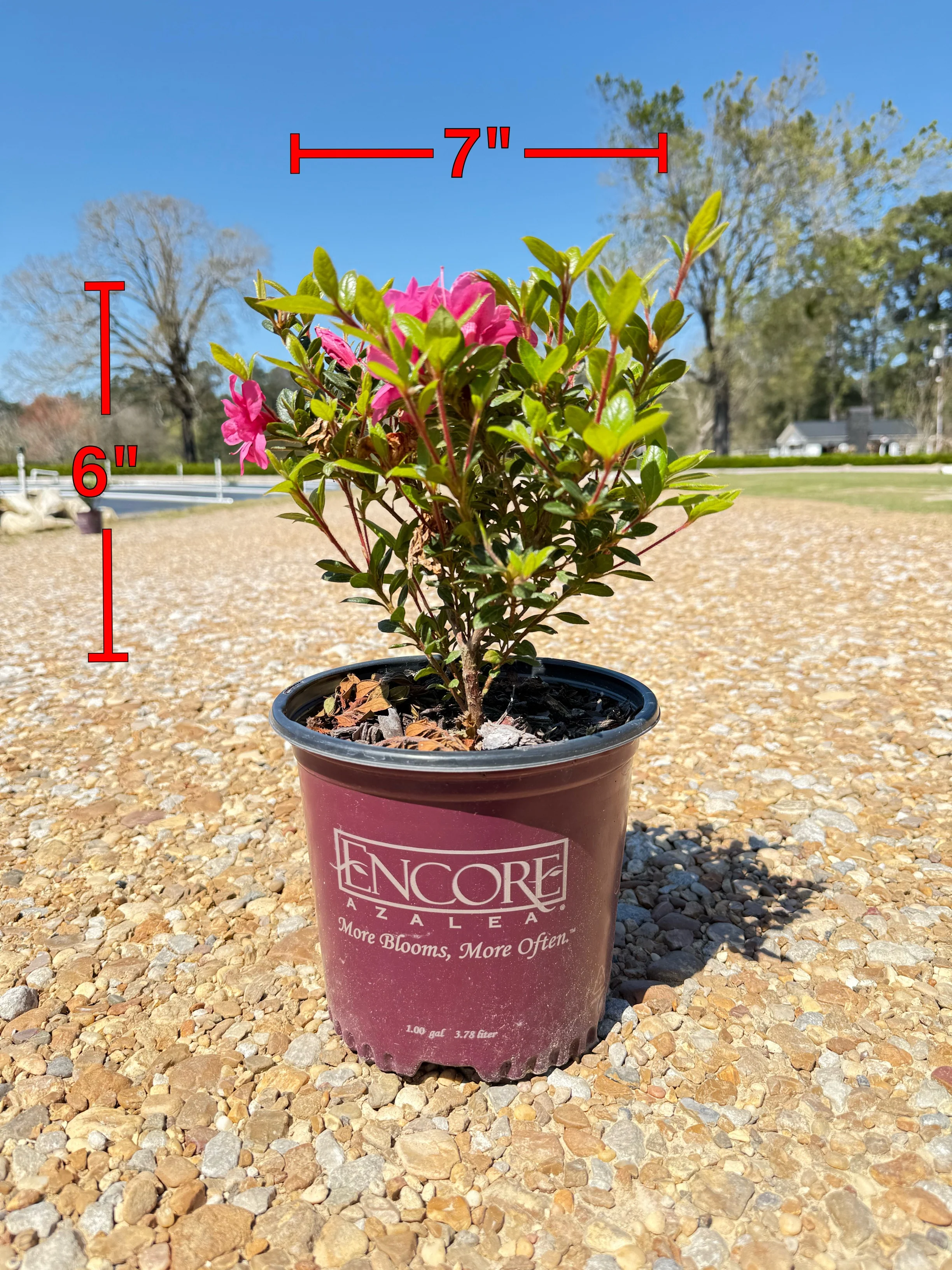 Autumn Empress Azalea
