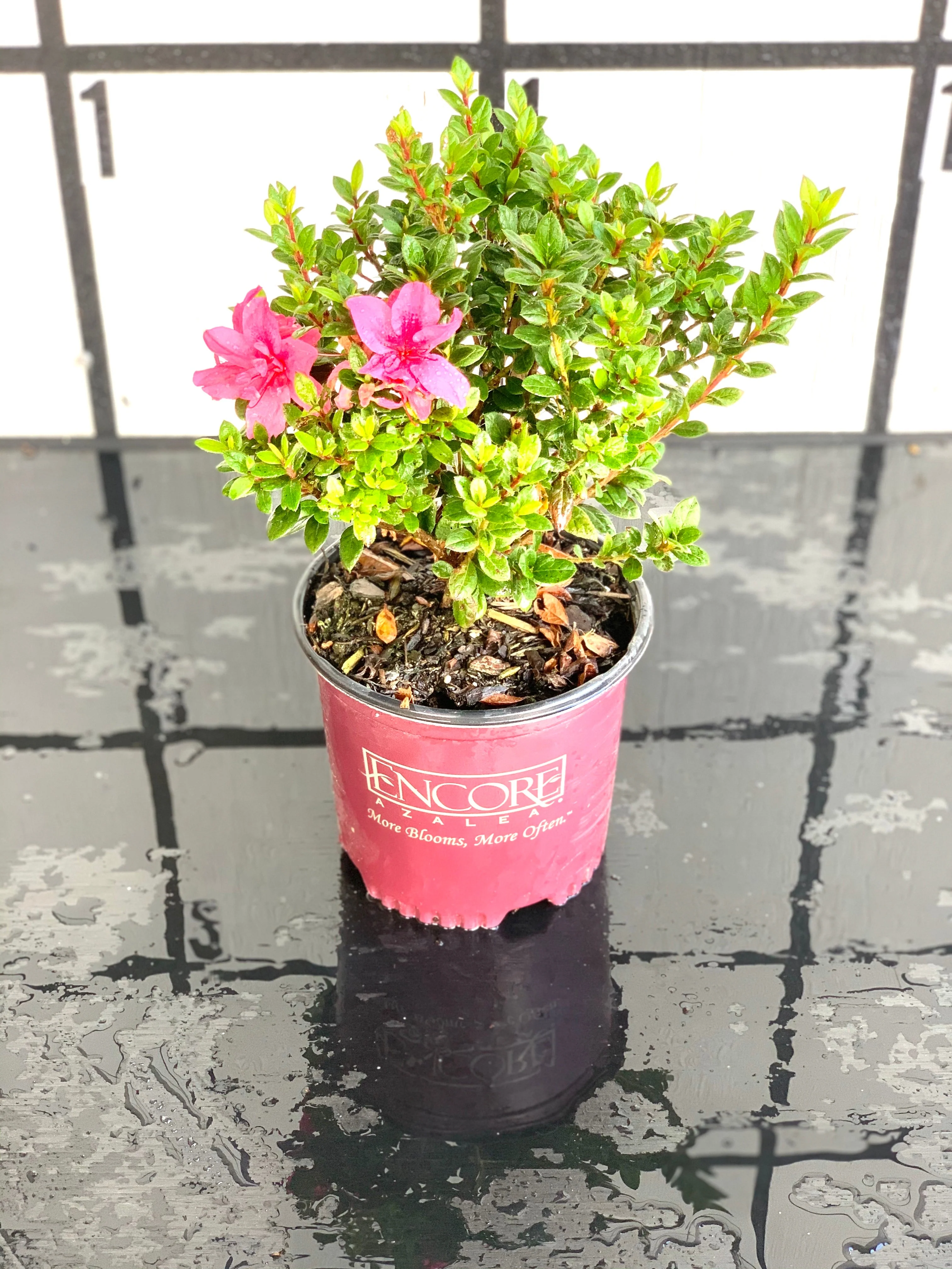 Autumn Empress Azalea - Image 2