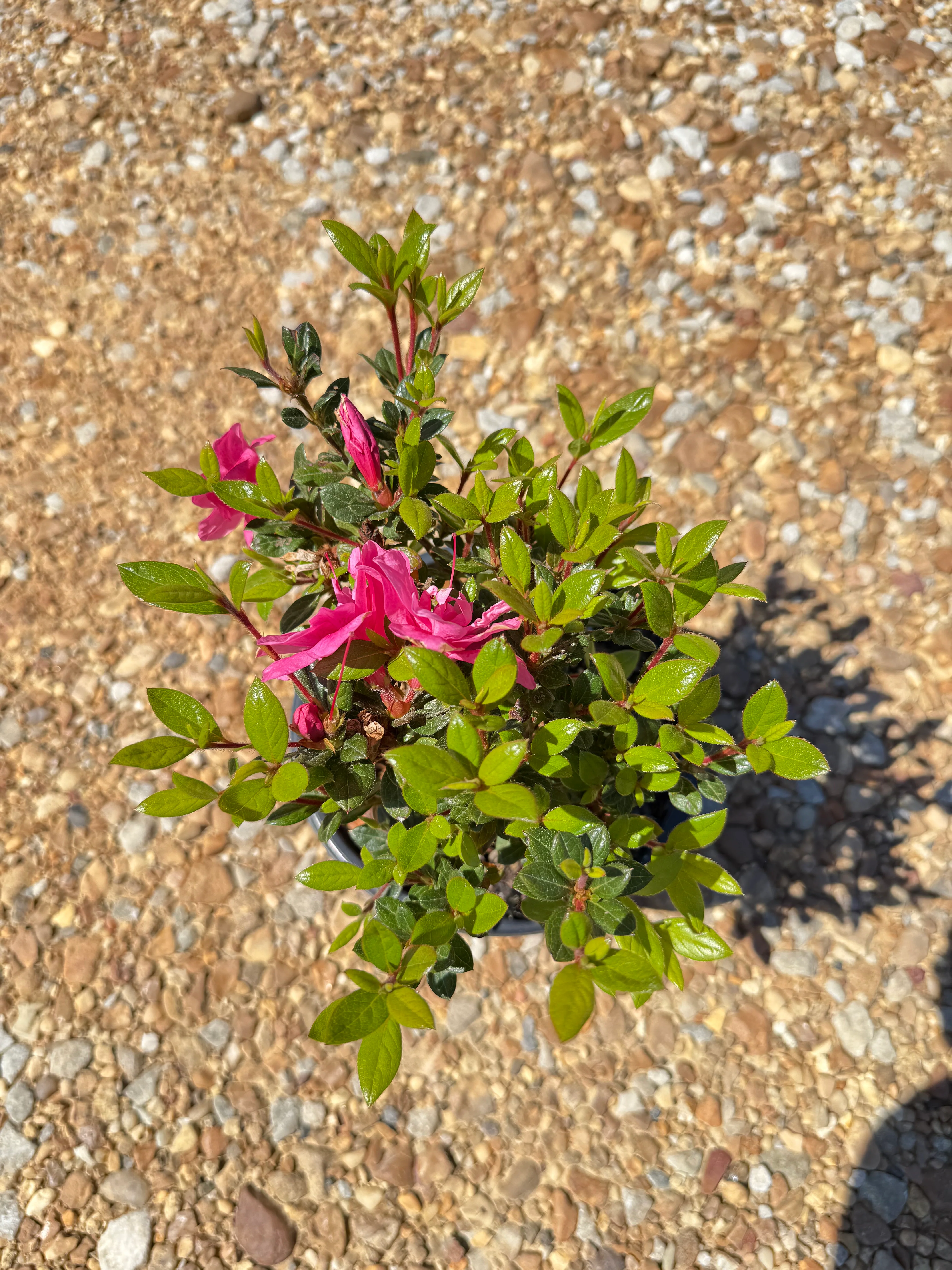 Autumn Empress Azalea - Image 3