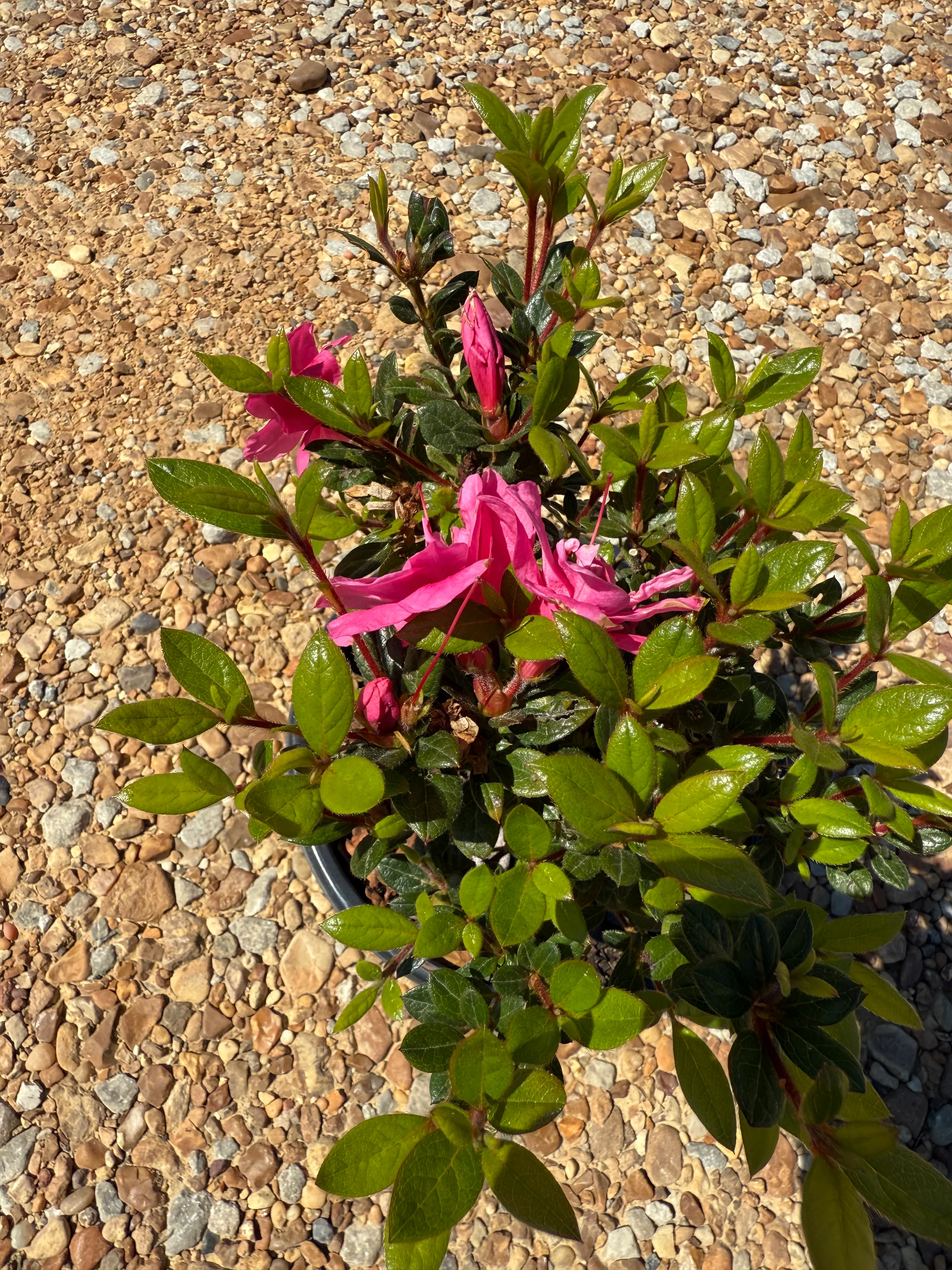 Autumn Empress Azalea - Image 4