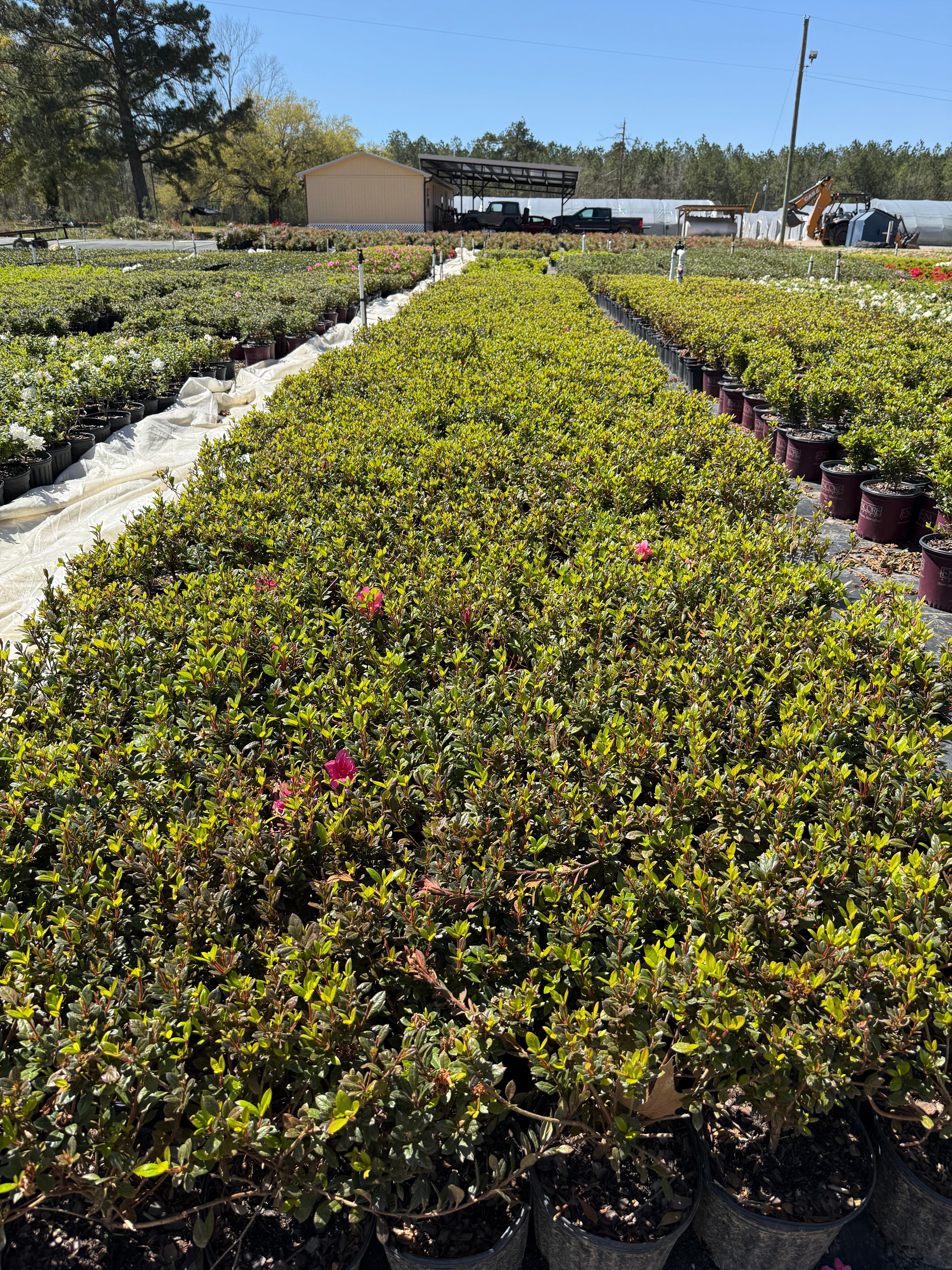 Autumn Empress Azalea - Image 5