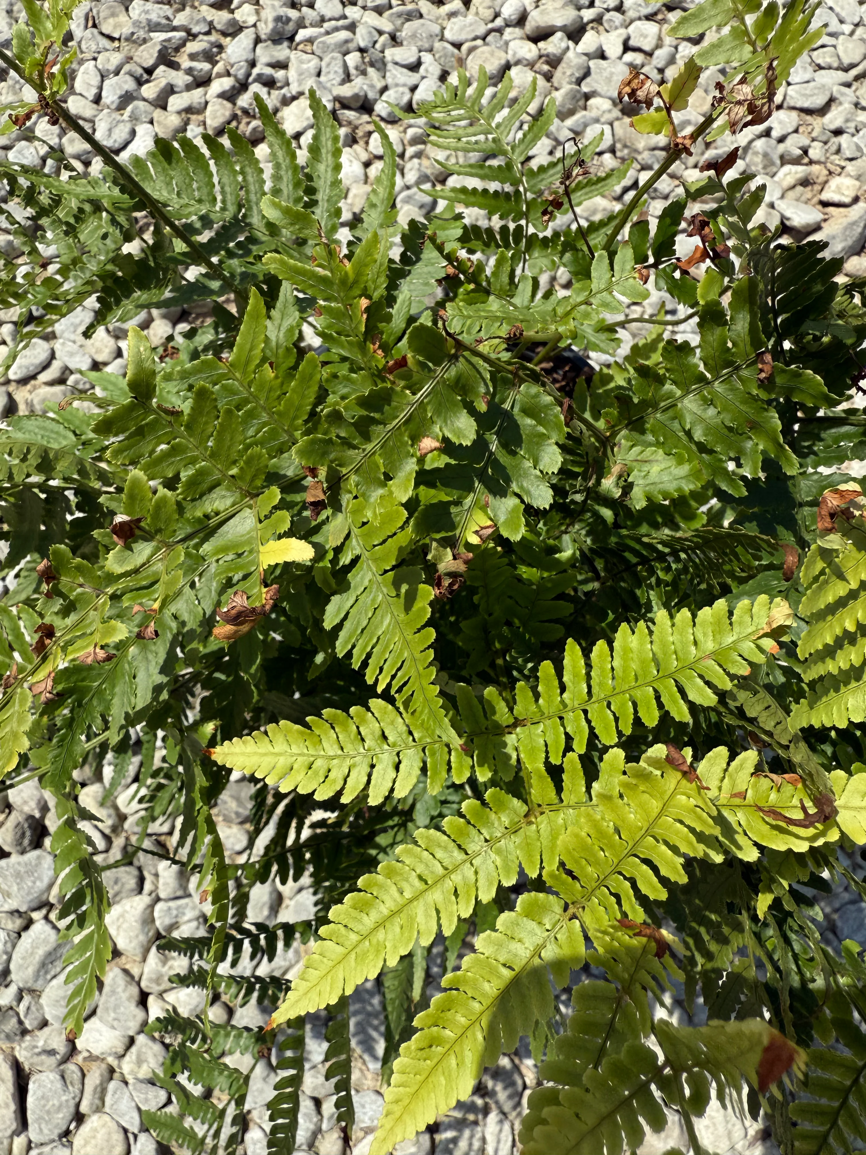 Autumn Fern - Image 3