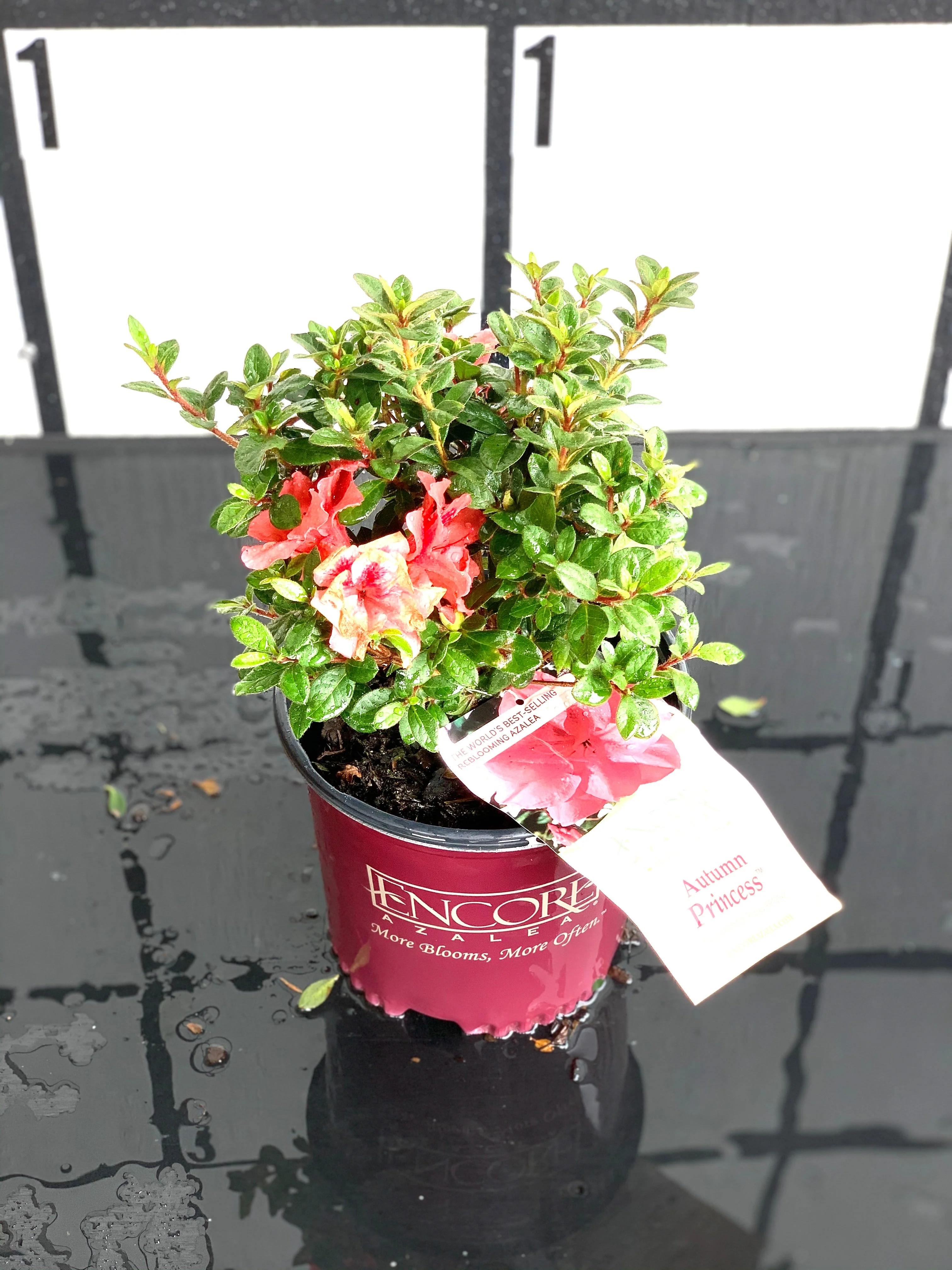 Autumn Princess Azalea - Image 2