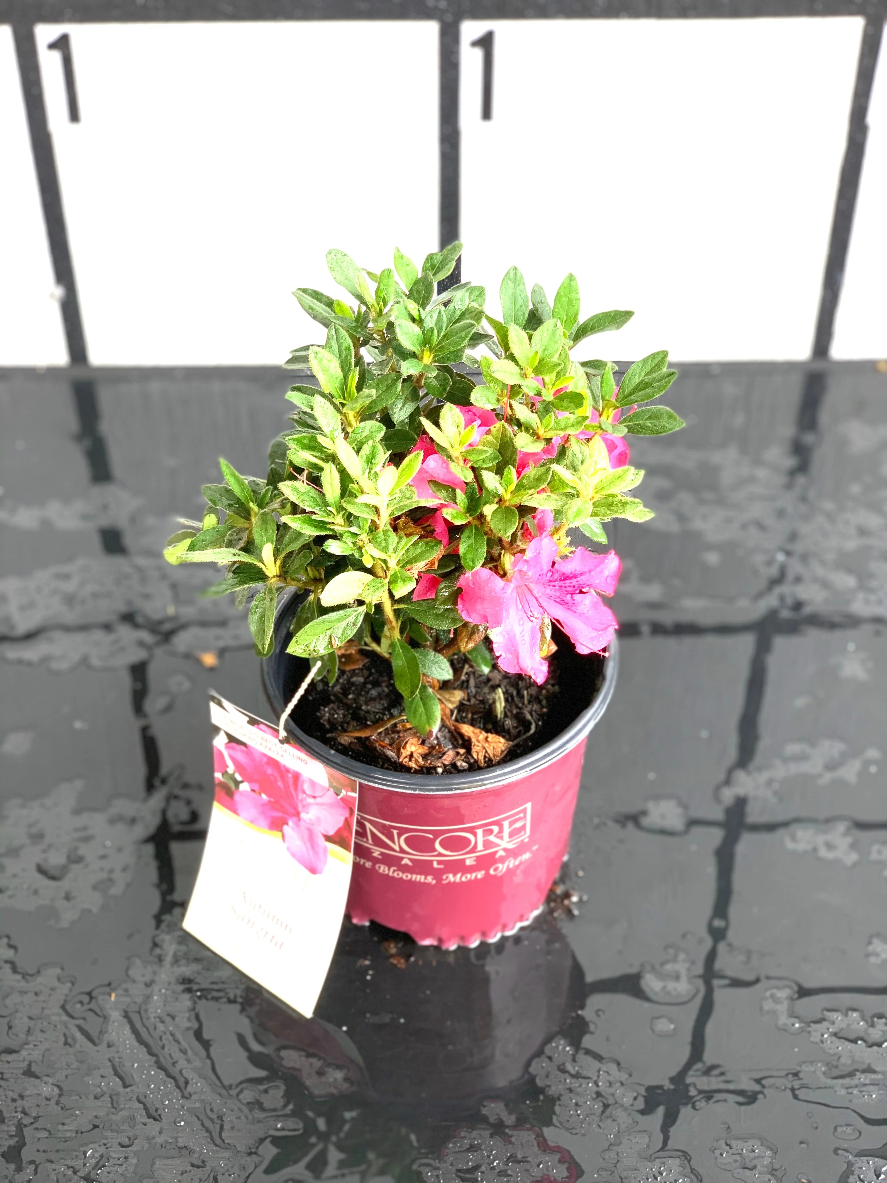 Autumn Sangria Azalea - Image 3