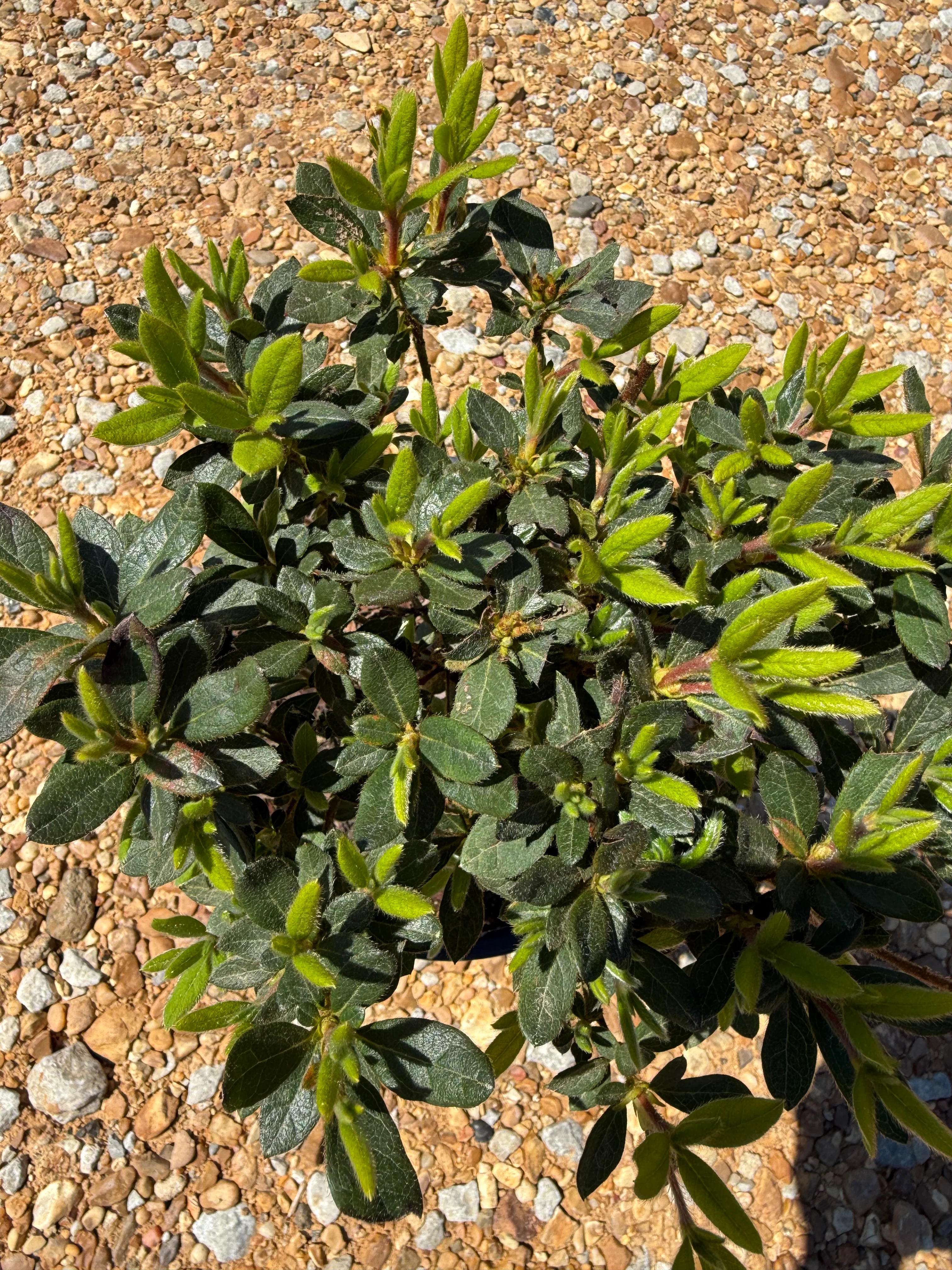 Autumn Sangria Azalea - Image 5