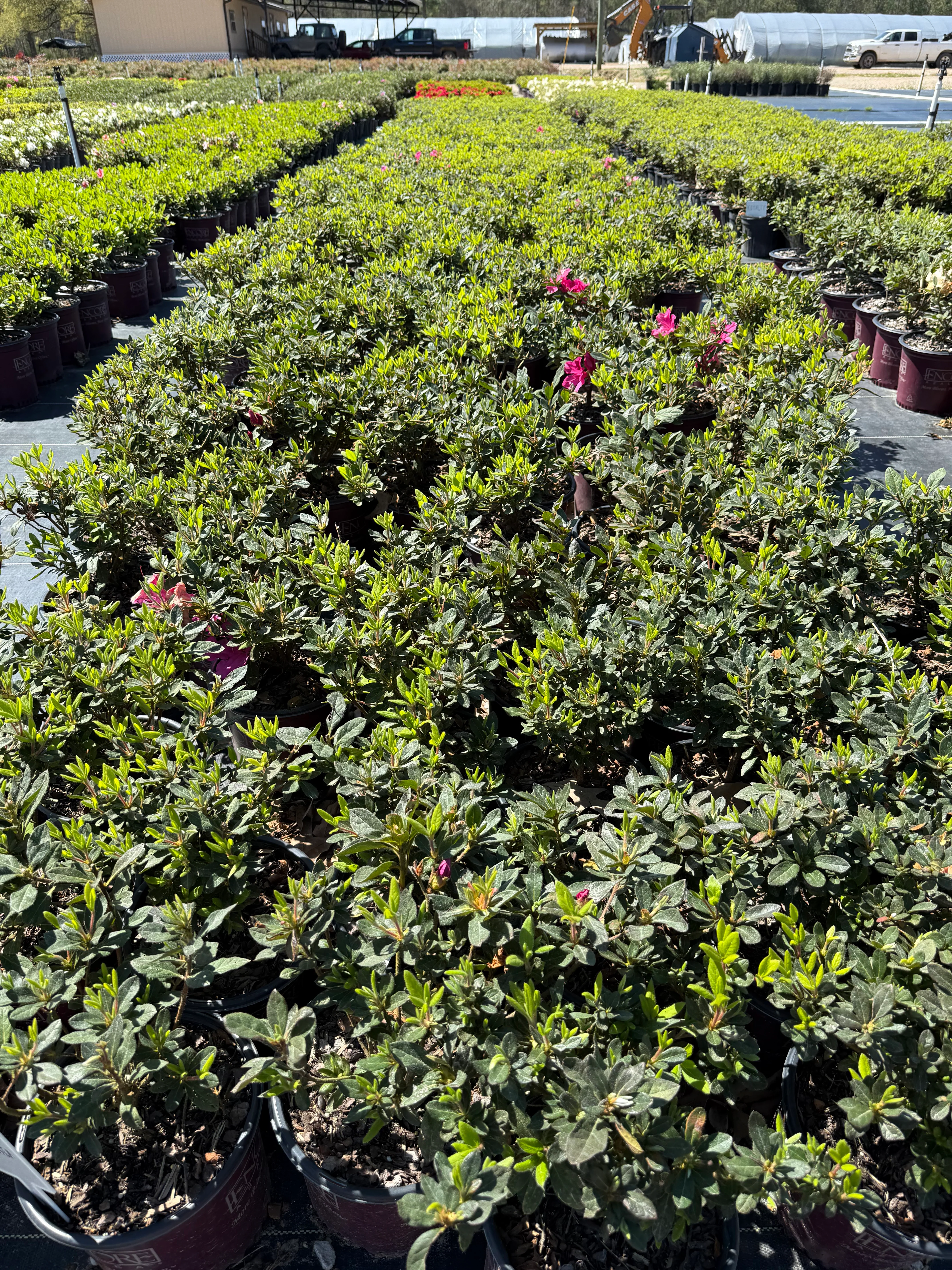 Autumn Sangria Azalea - Image 6