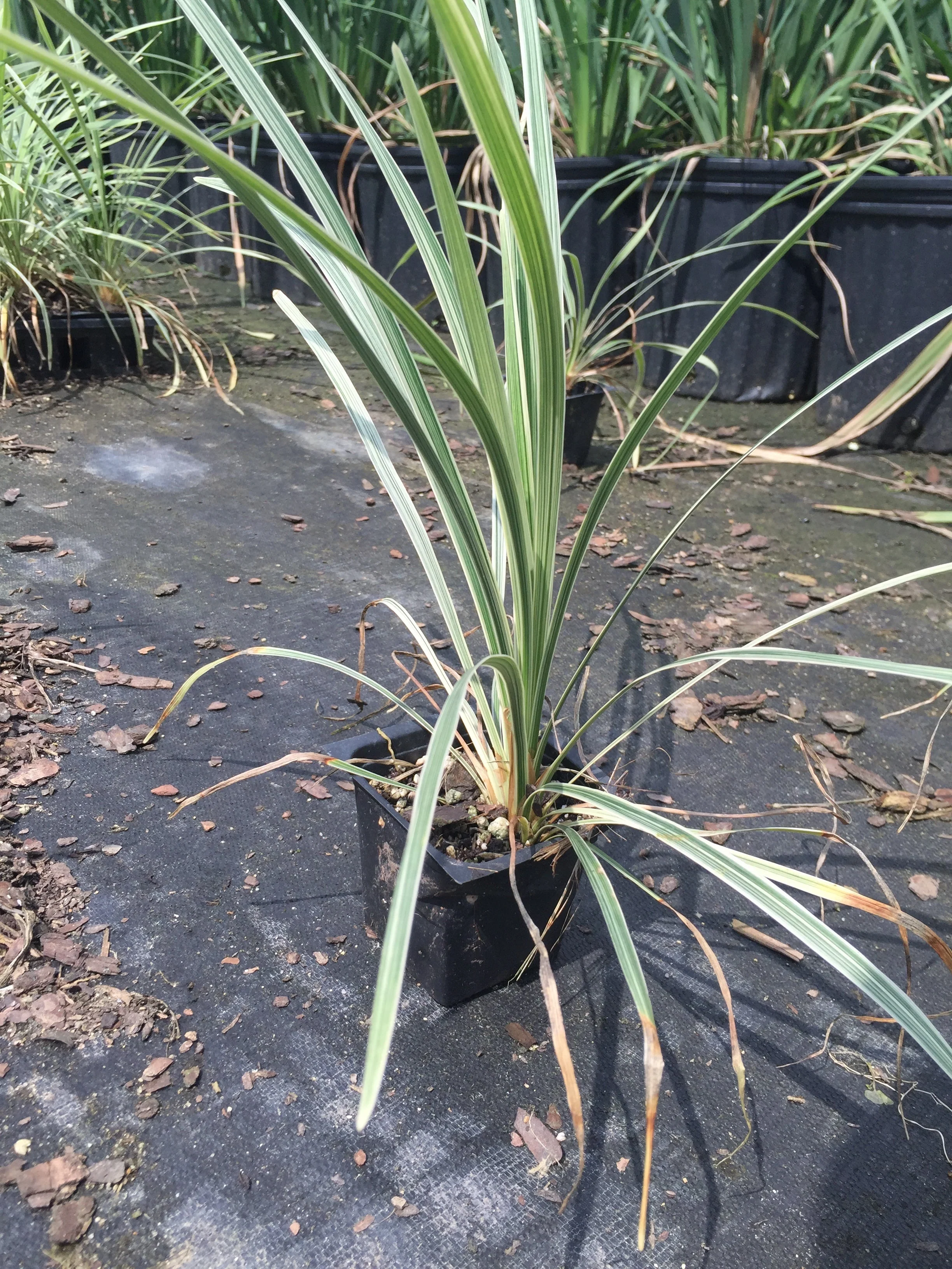 Aztec Grass - Image 3