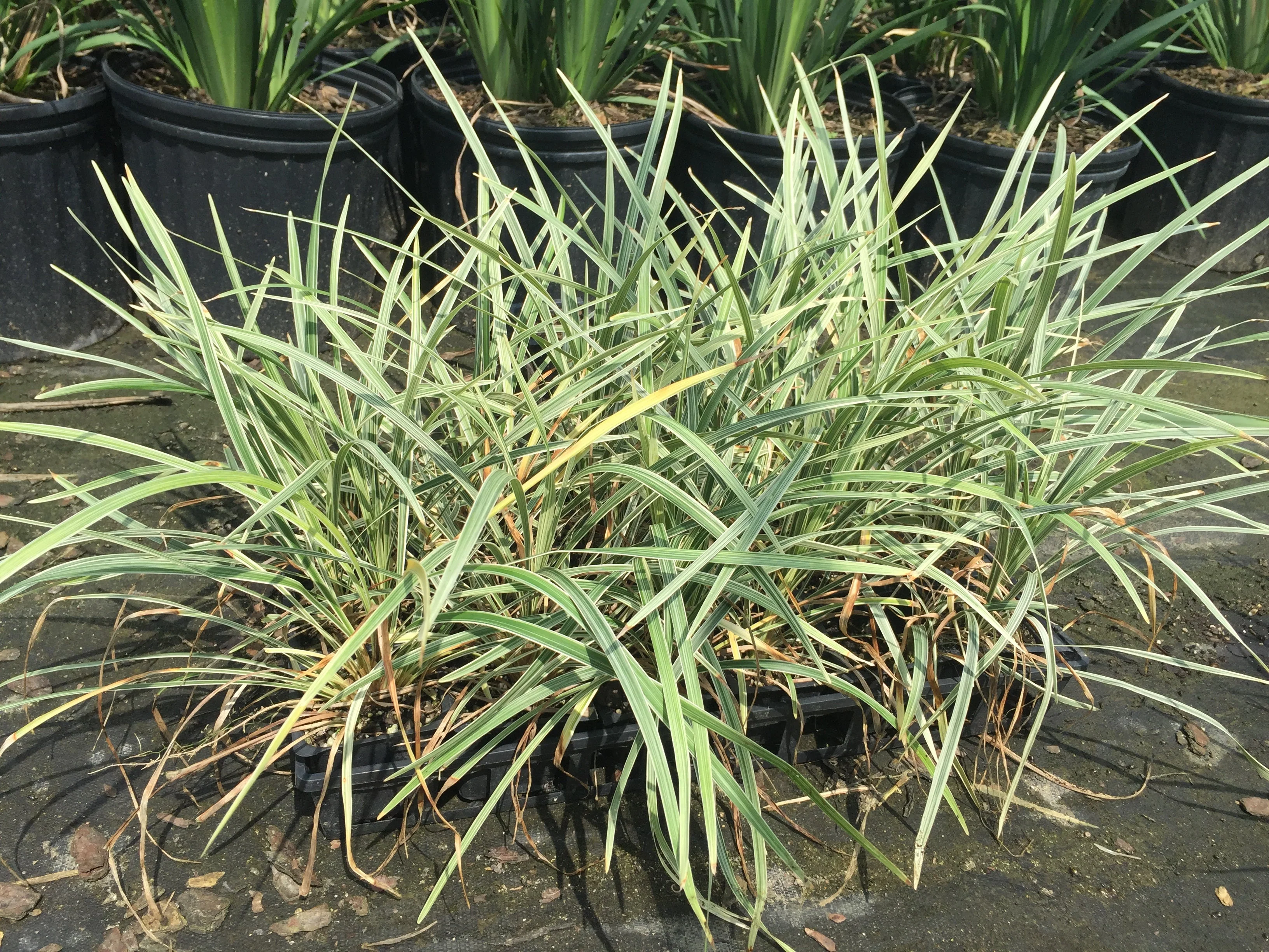 Aztec Grass - Image 4