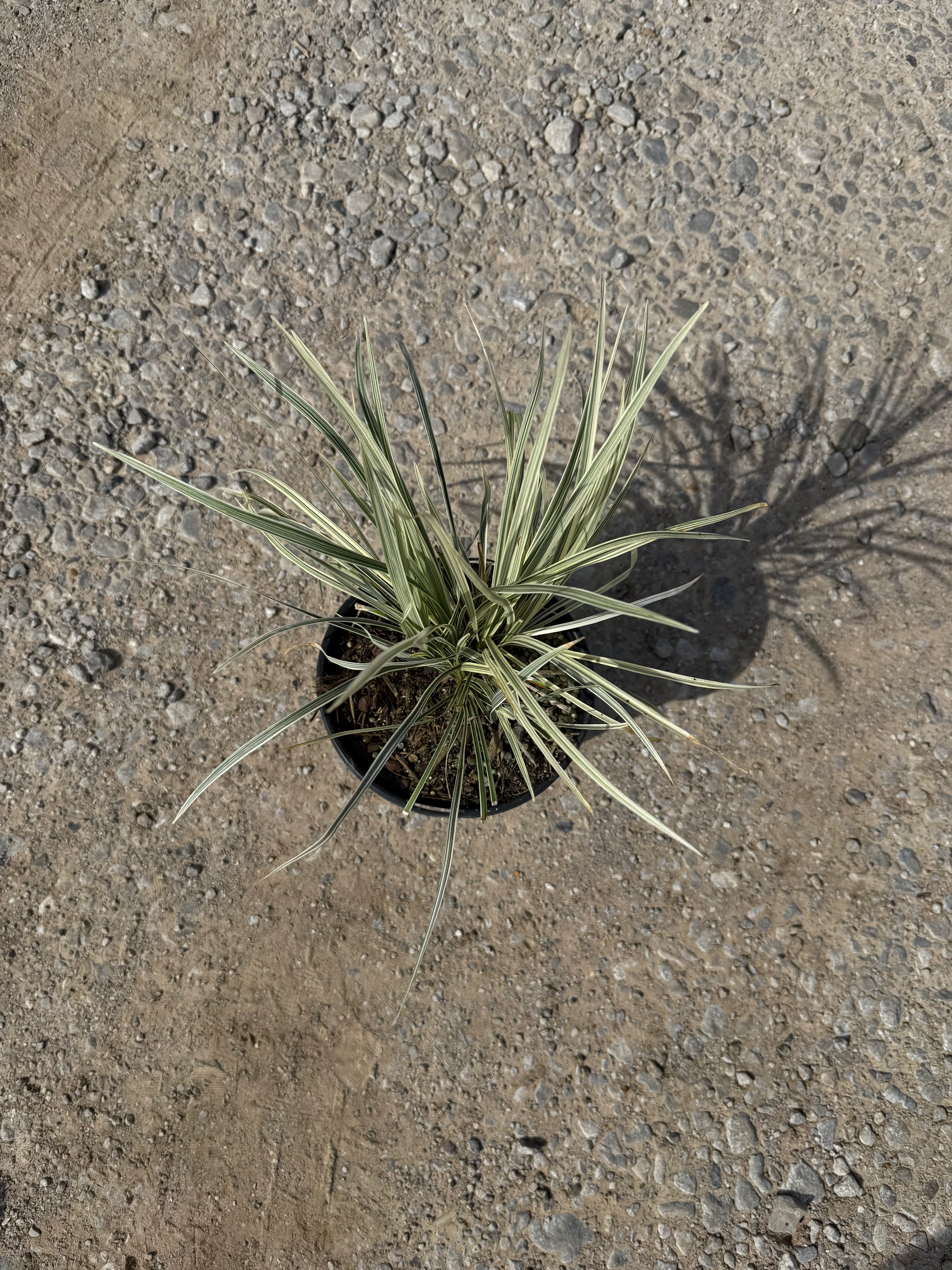 Aztec Grass - Image 5