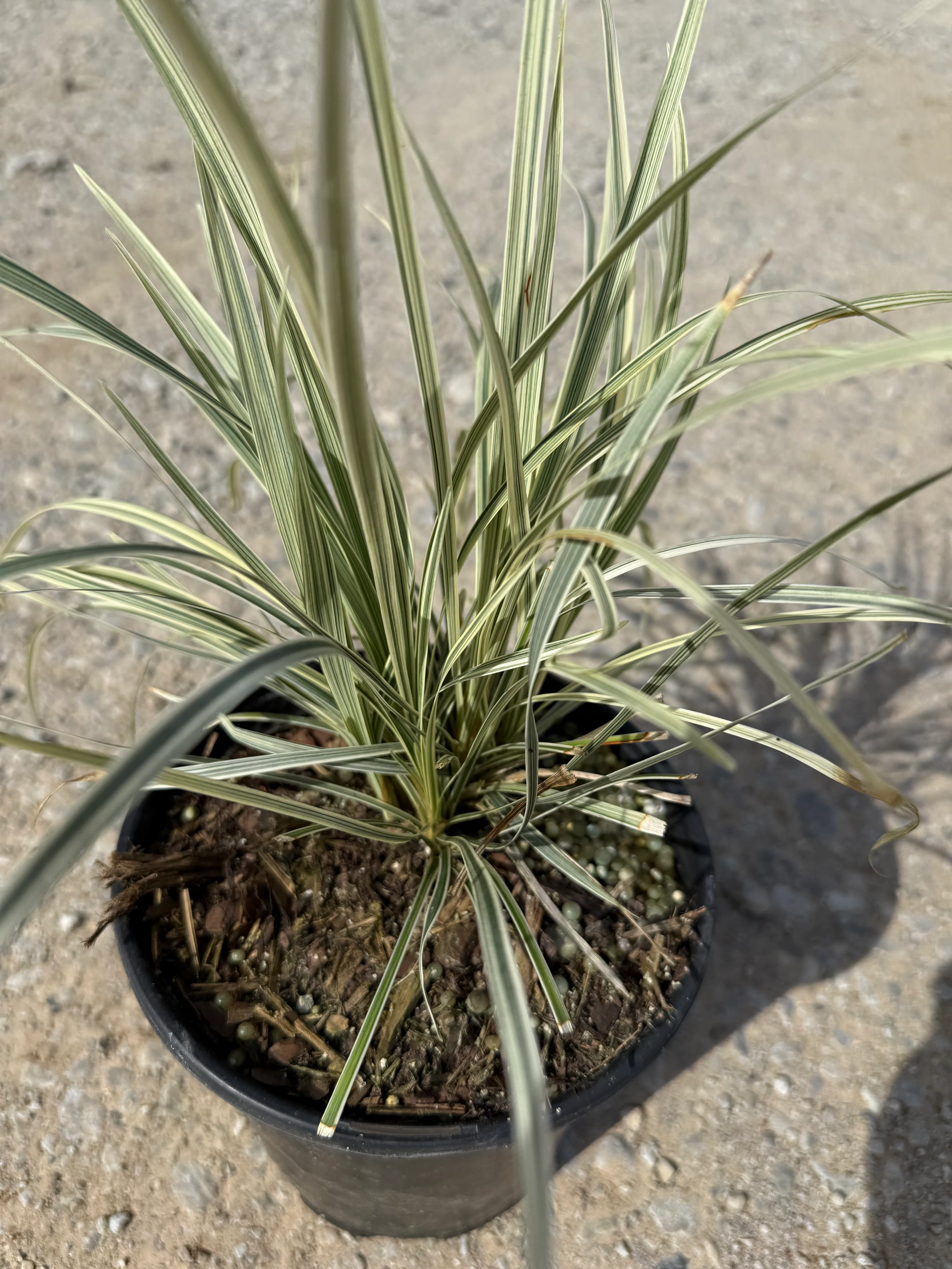Aztec Grass - Image 6