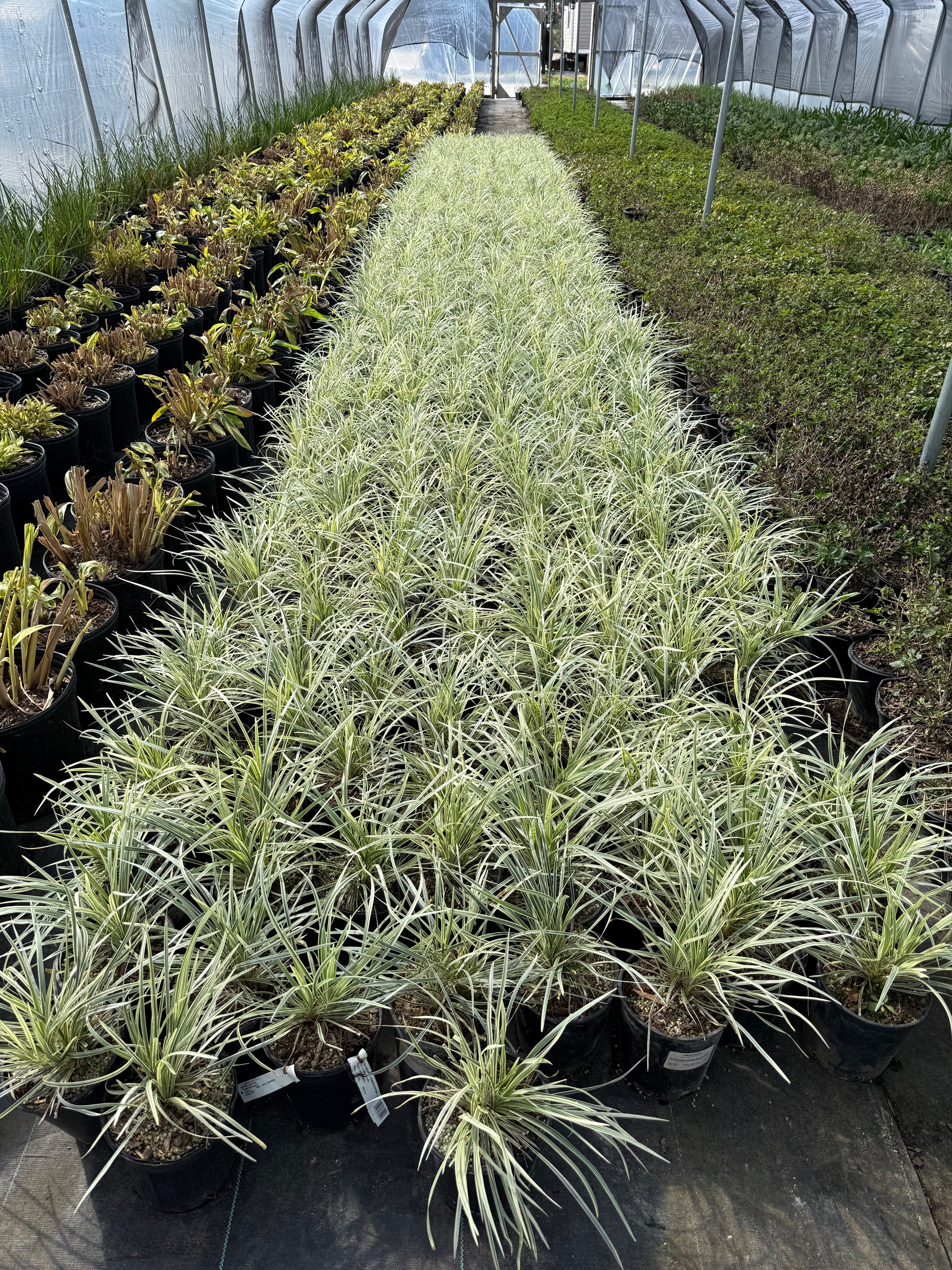 Aztec Grass - Image 7