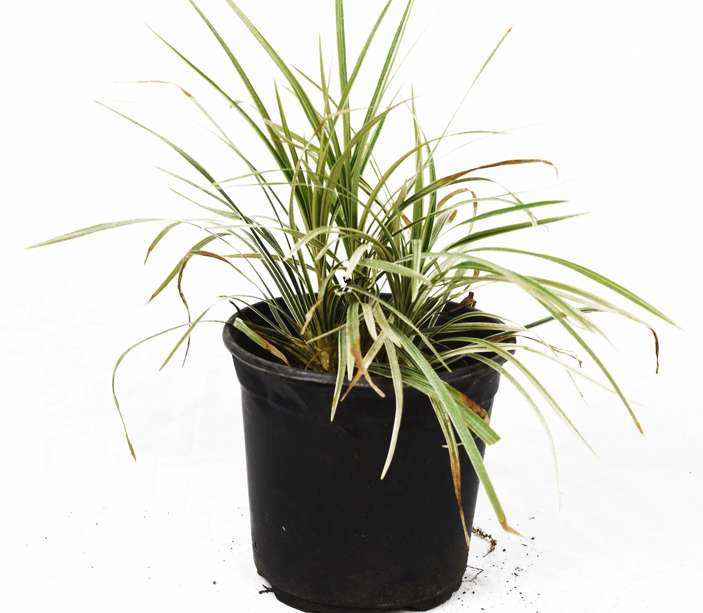 Aztec Grass - Image 8