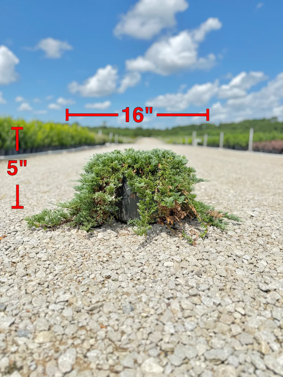 Blue Rug Juniper