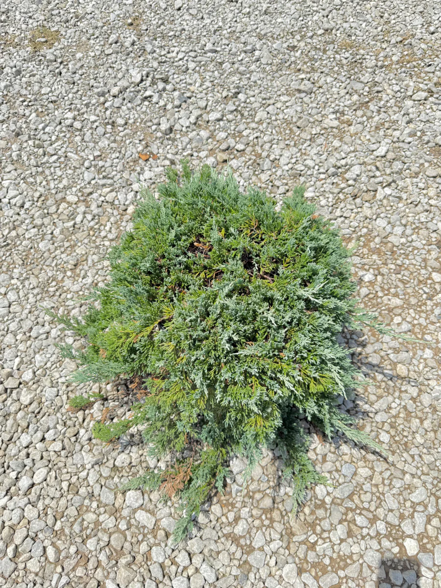 Blue Rug Juniper - Image 2