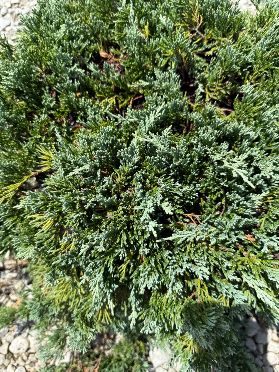Blue Rug Juniper - Image 3
