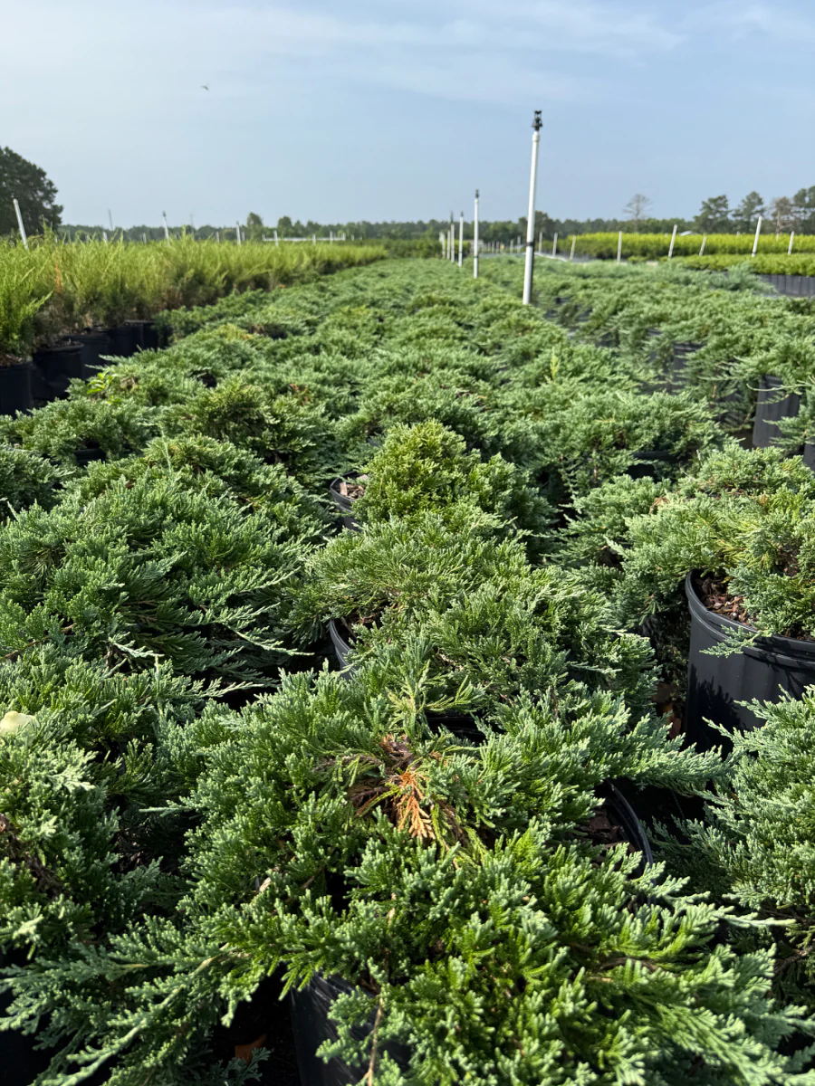 Blue Rug Juniper - Image 4
