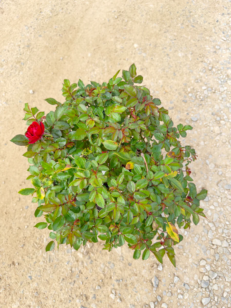 Brick House Rose - Image 2