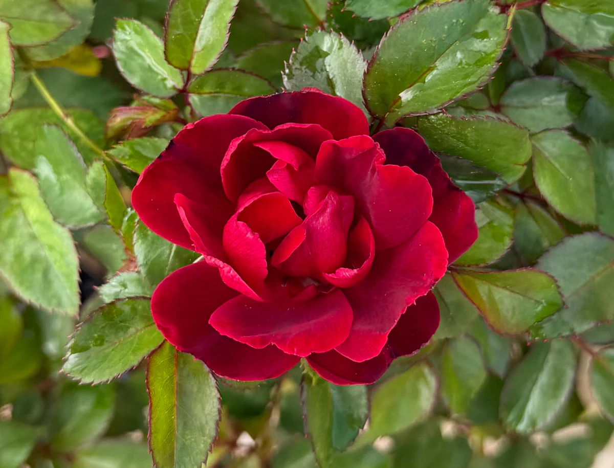 Brick House Rose - Image 3