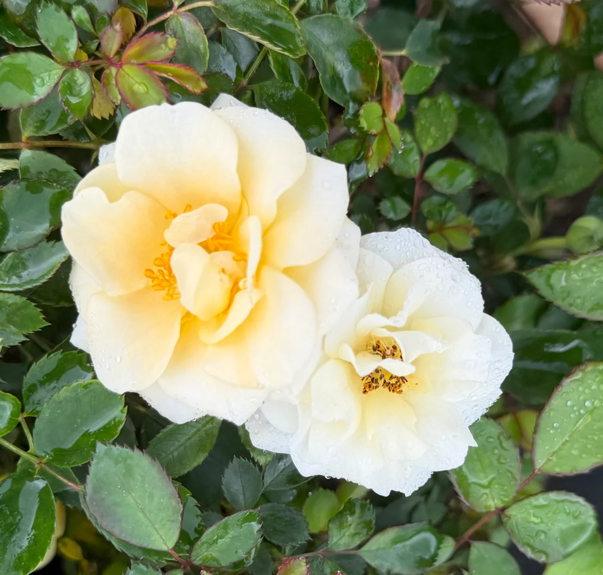 Buttercream Drift Rose - Image 3