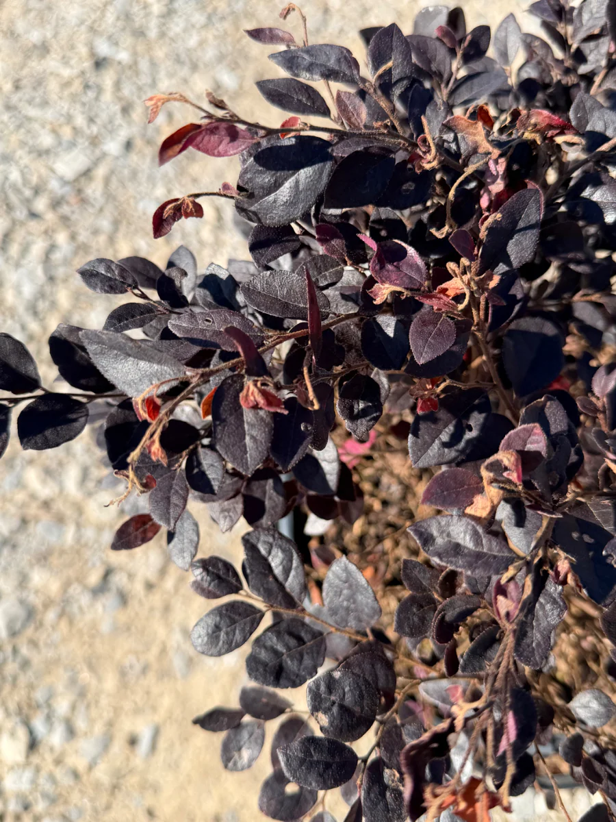 Cerise Charm™ Loropetalum - Image 4