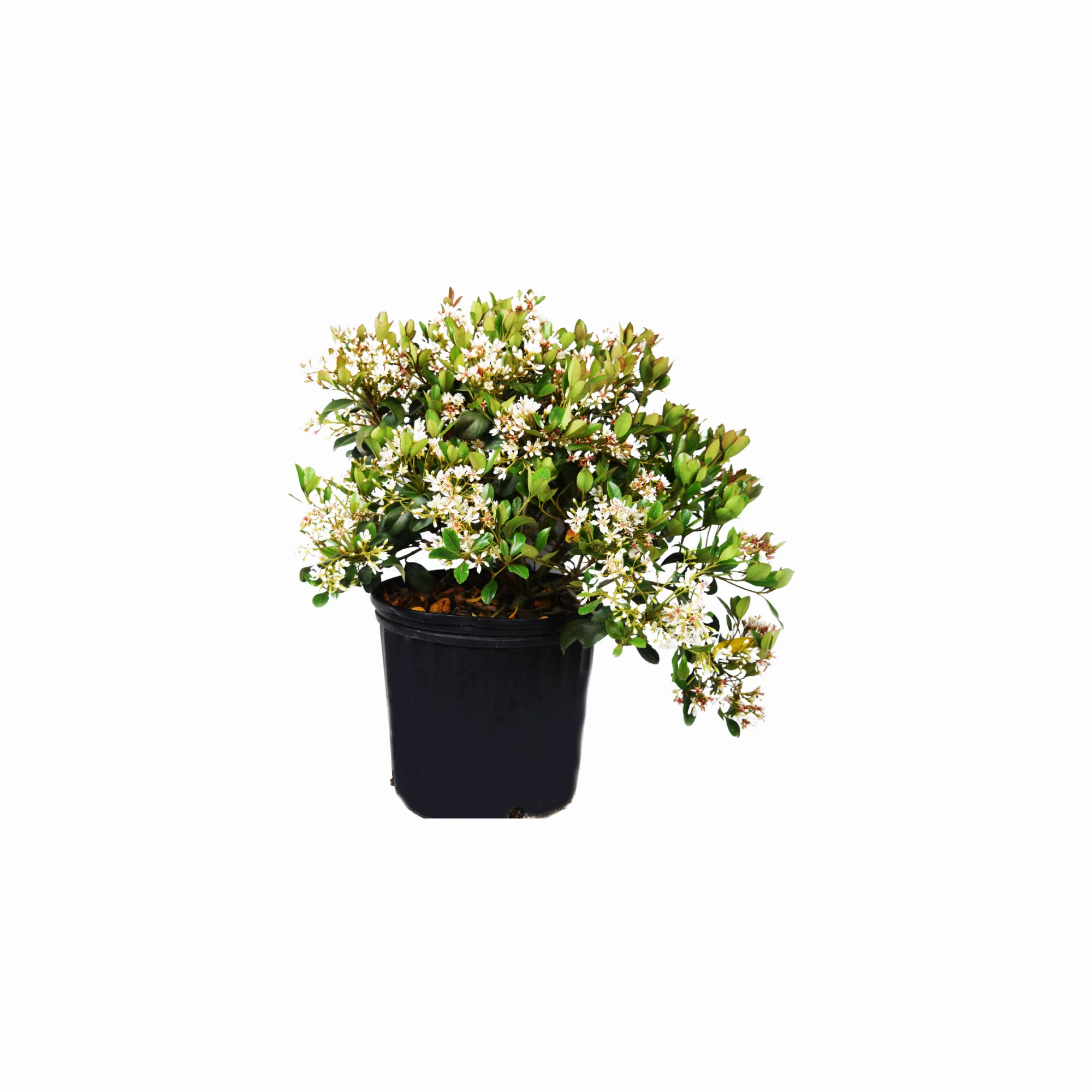Clara Indian Hawthorn - Image 10
