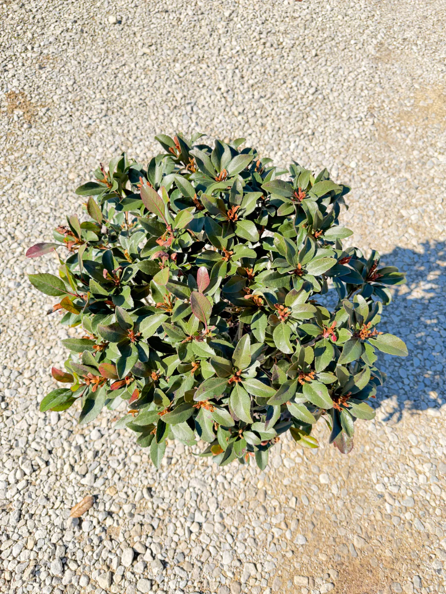 Clara Indian Hawthorn - Image 3